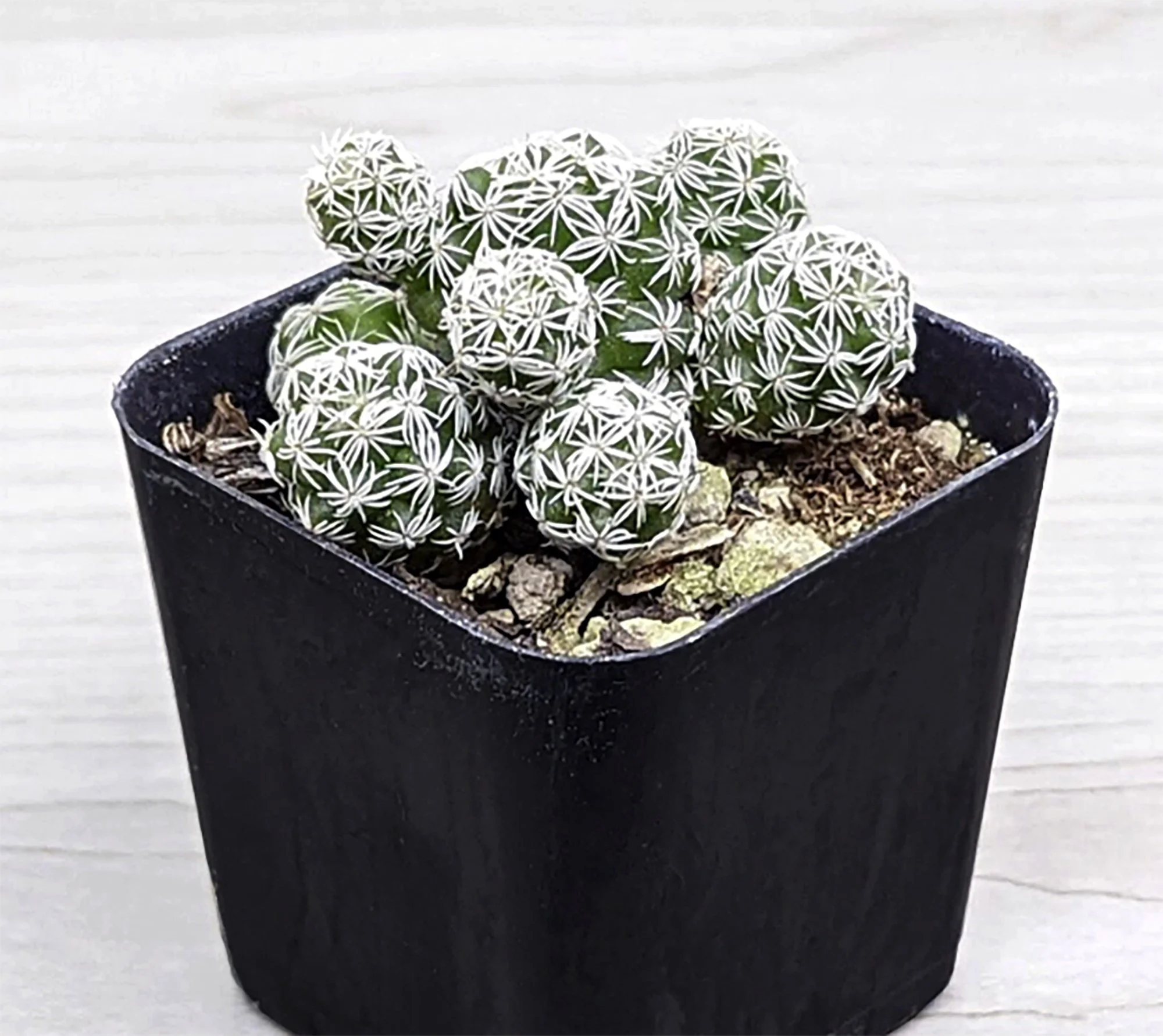 mammilaria gracilis 01.jpg