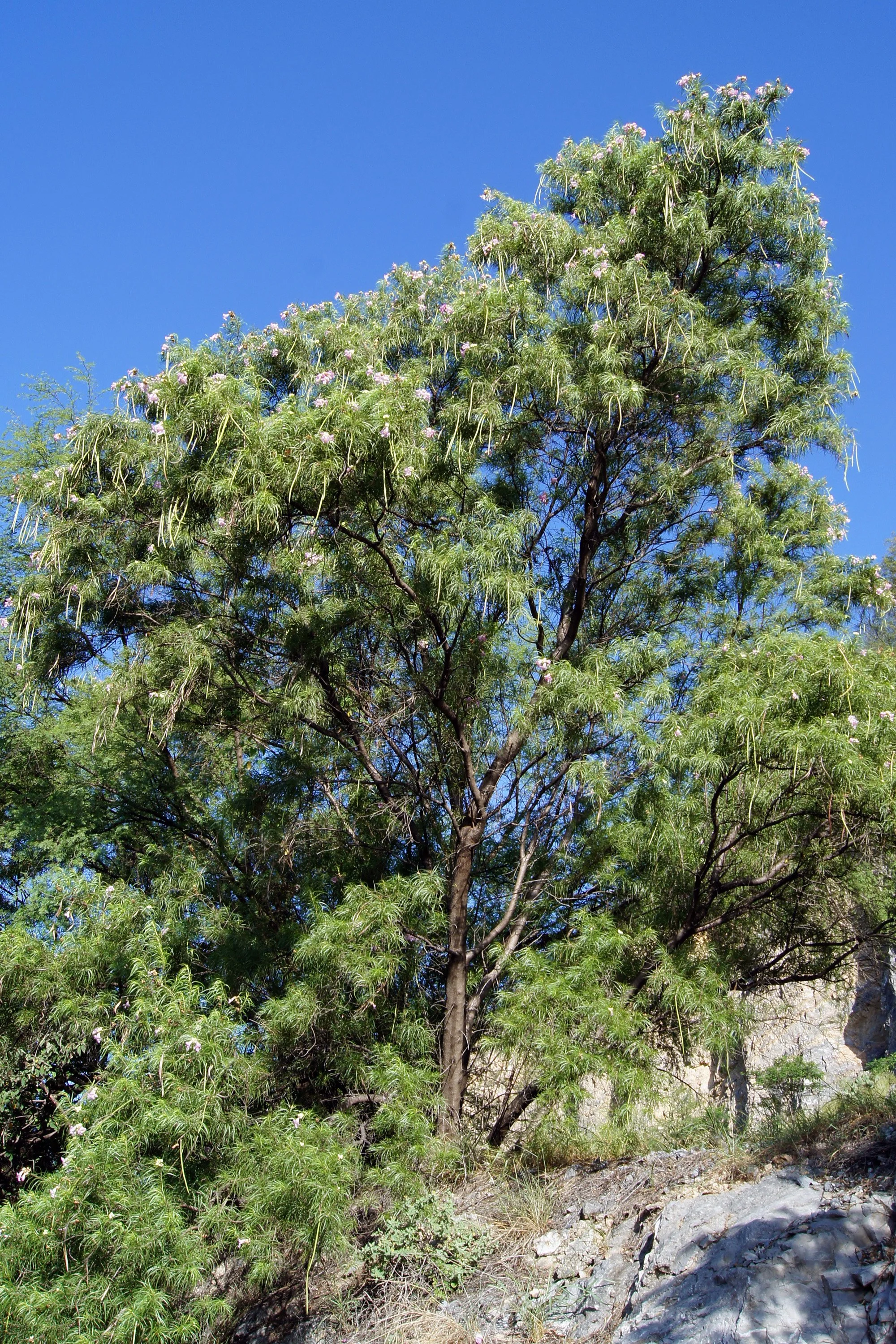 chilopsis linearis 03.jpg