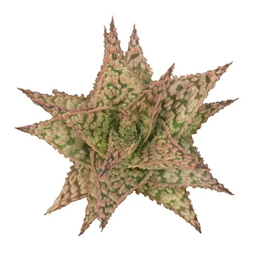 Aloe 'Firecracker' 02.jpg