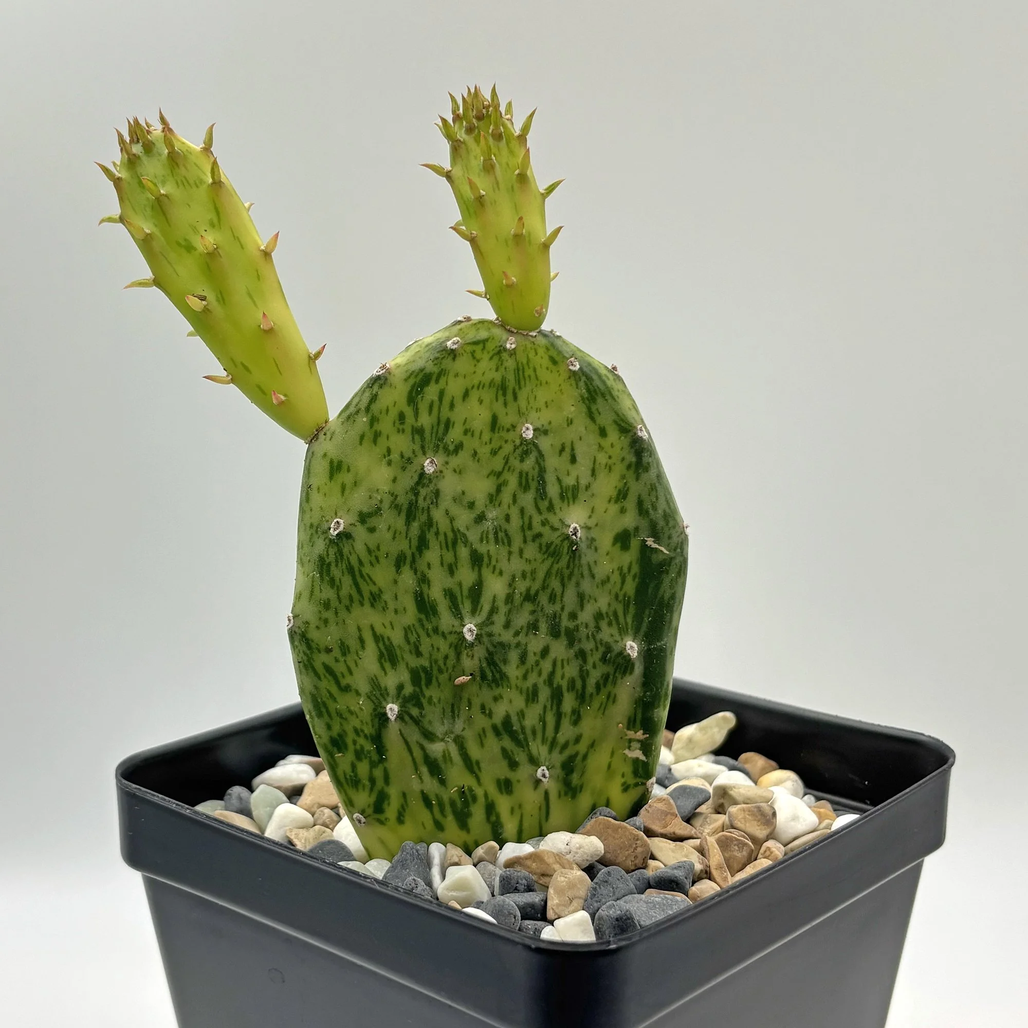 Opuntia sunburst variegata 01.jpg