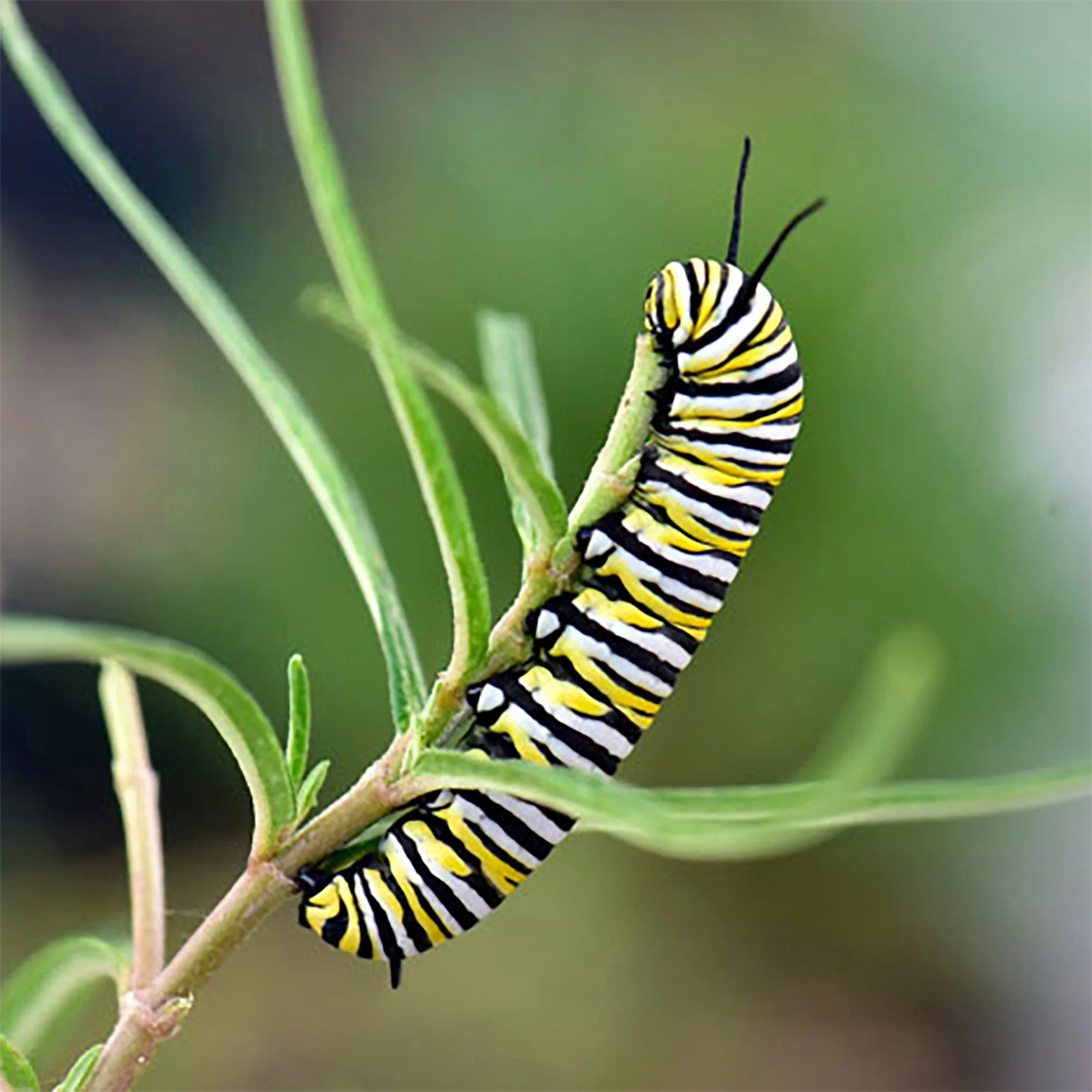 Asclepias angustifolia 04.jpg
