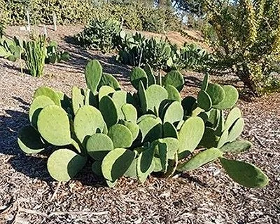 Opuntia cacanapa 'Ellisiana' 04.jpg