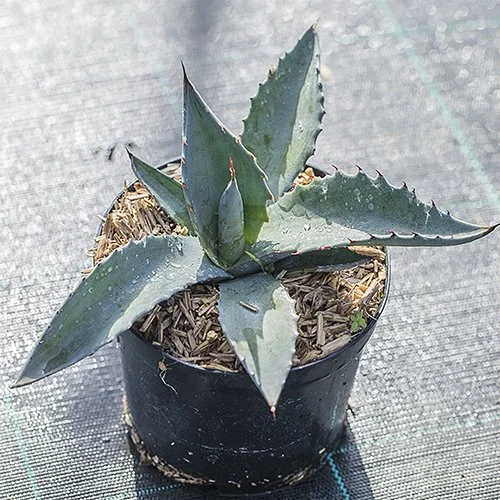 Agave parryi 'Azul Monterrey' 01.jpg