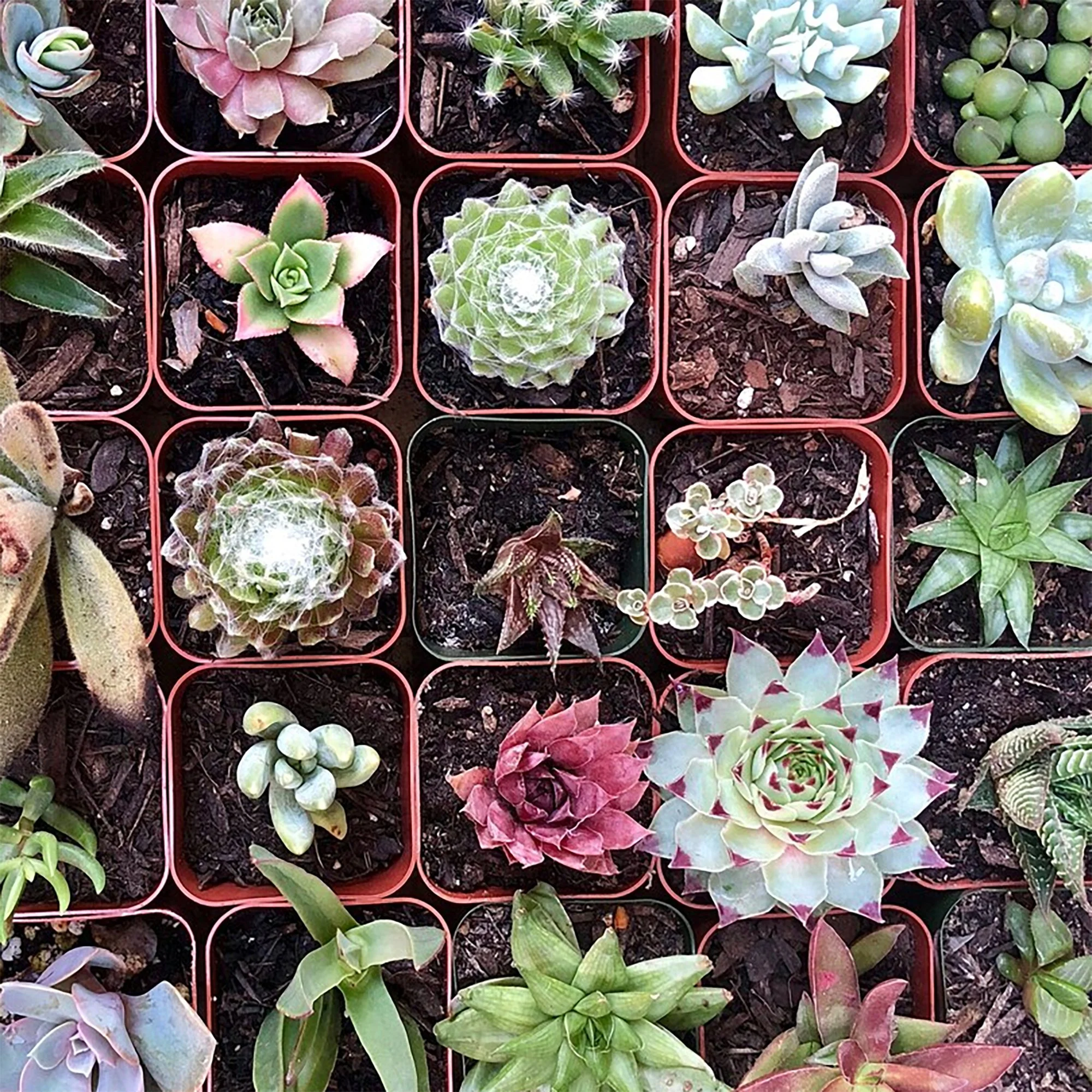 succulent club 02.jpg