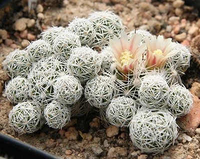 Mammillaria gracilis (Thimble Cactus)
