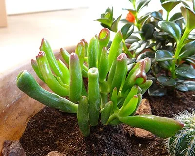 Crassula ovata 'Gollum' 01.jpg