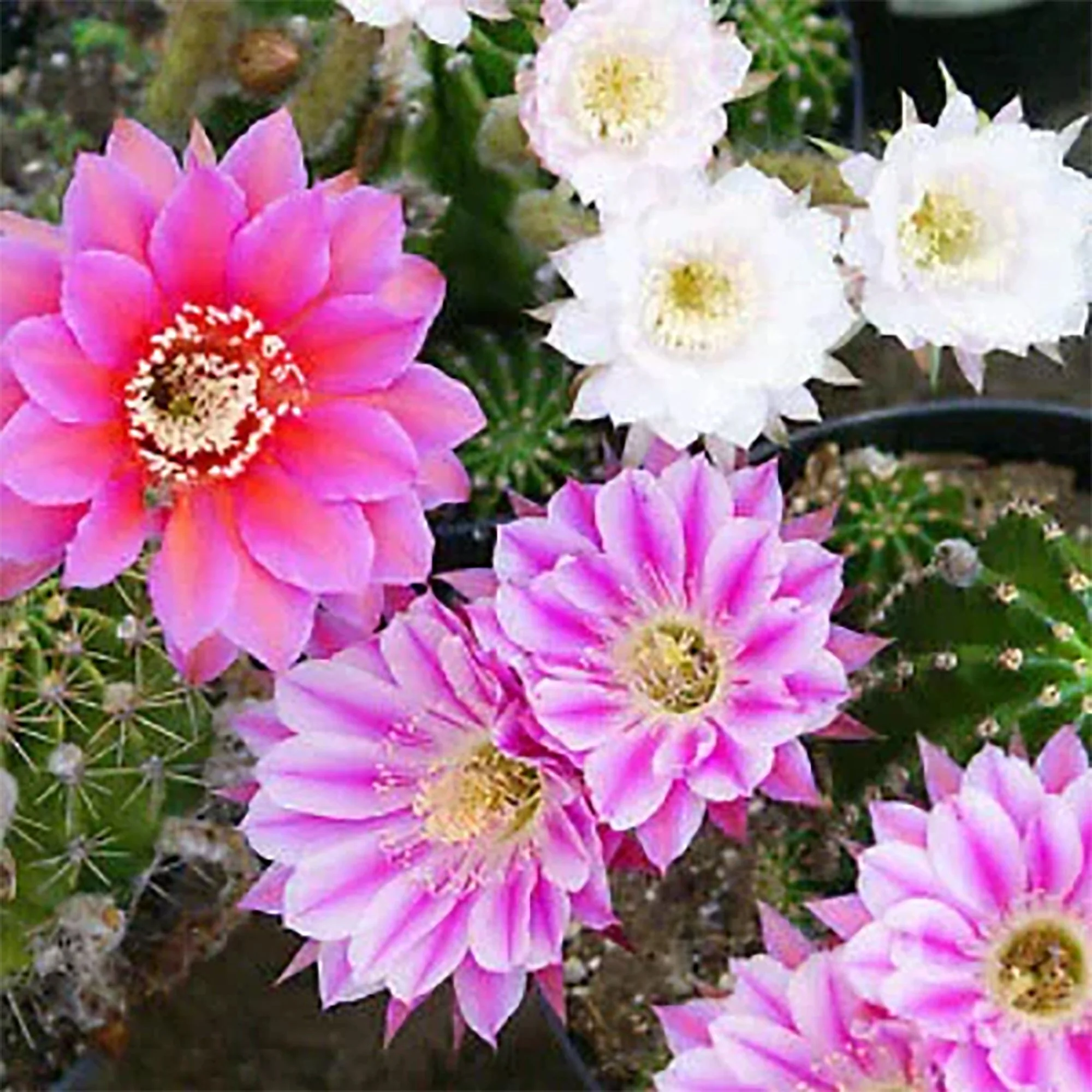 Echinobivia 'Rainbow Bursts' 03.jpg