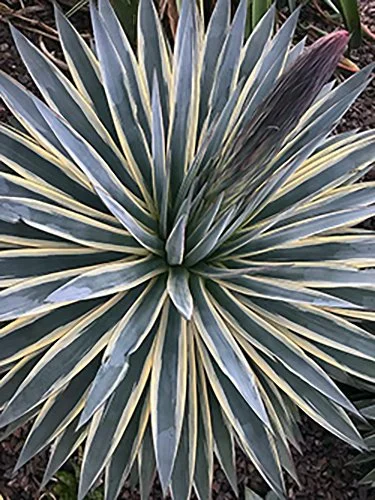 Agave 'Snow Glow' (Snow Glow Agave)