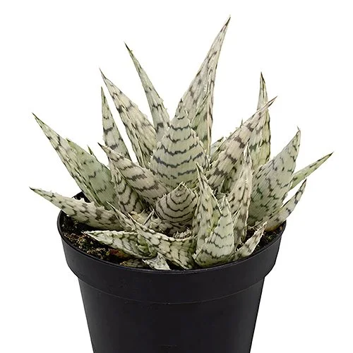 Aloe 'Blizzard' (Blizzard Aloe)