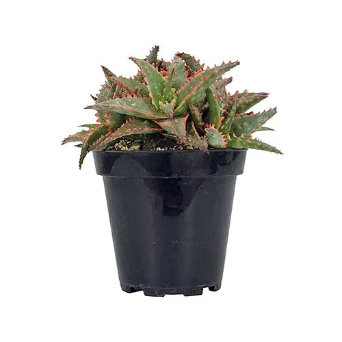 aloe christmas sleigh 03.jpg