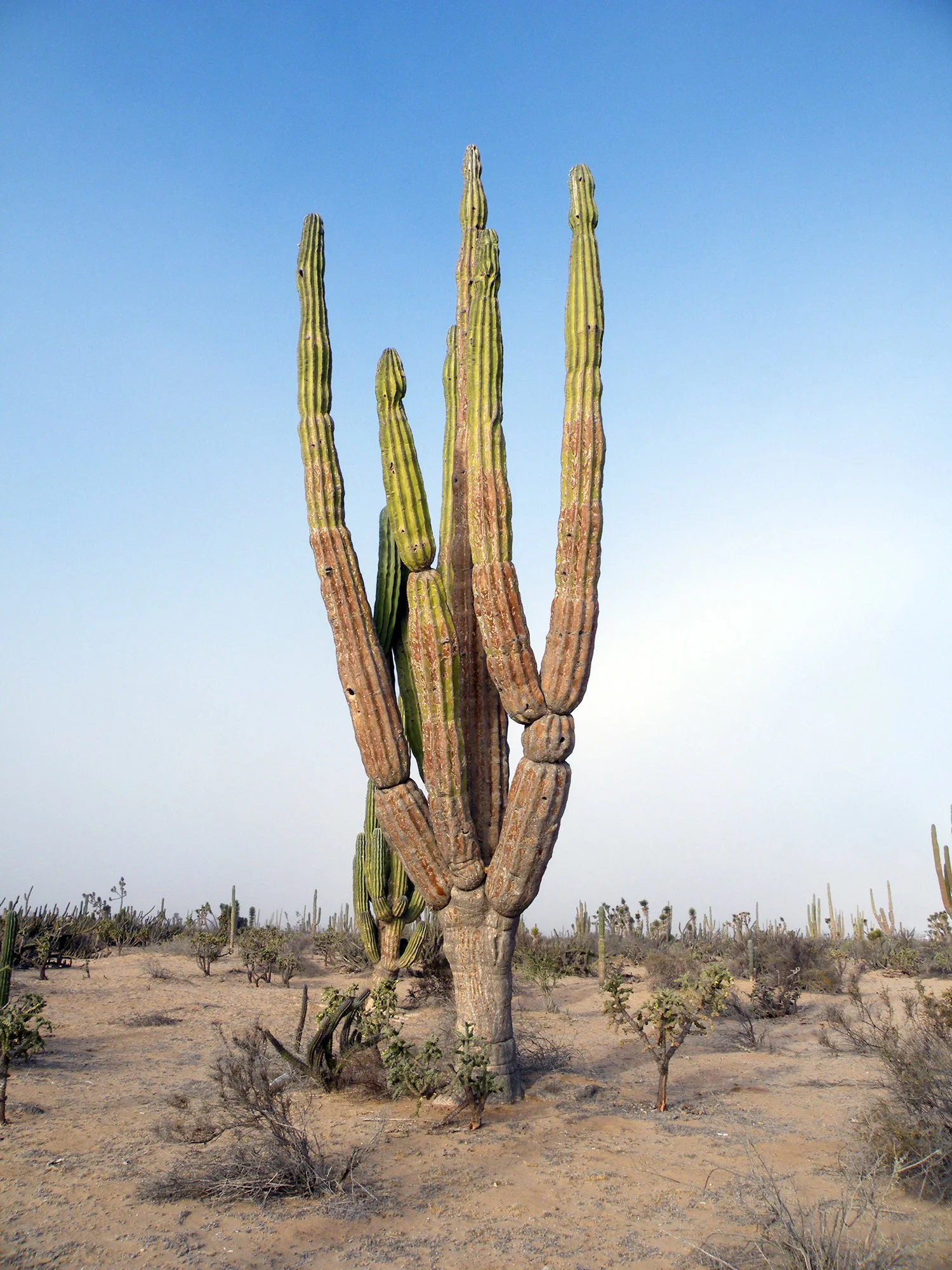 Pachycereus pringlei 03.jpg