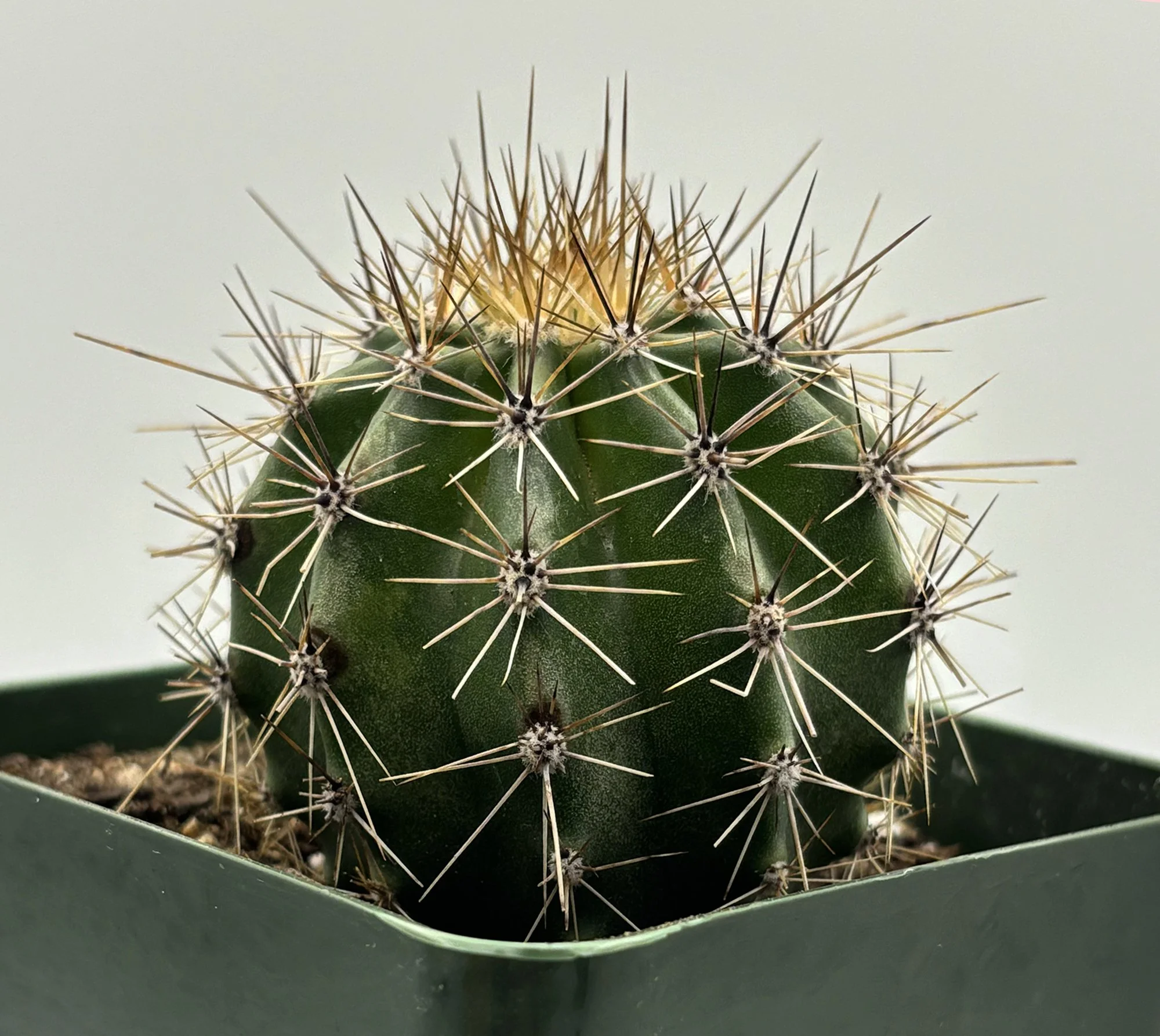 saguaro 01.jpg