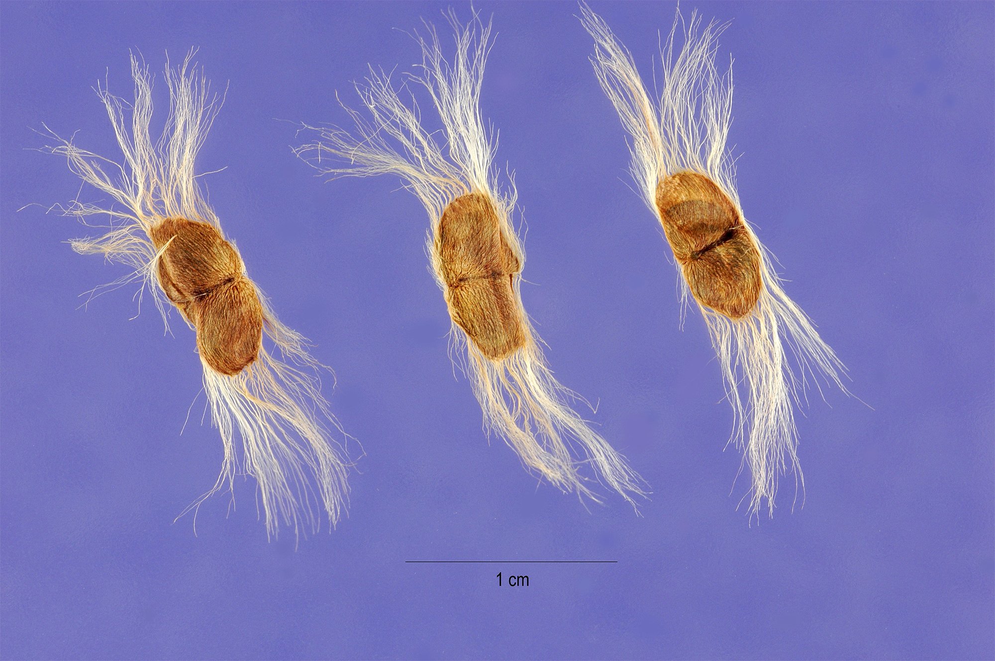 chilopsis linearis seeds.jpg
