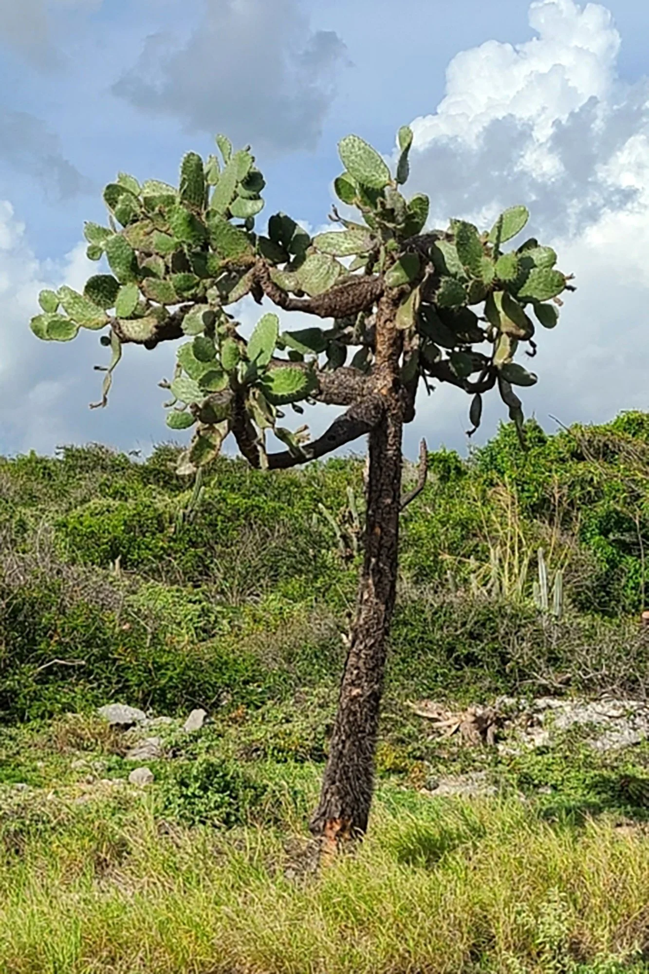 Consolea rubescens 03.jpg