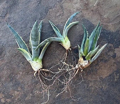 agave Americana offsets.jpg