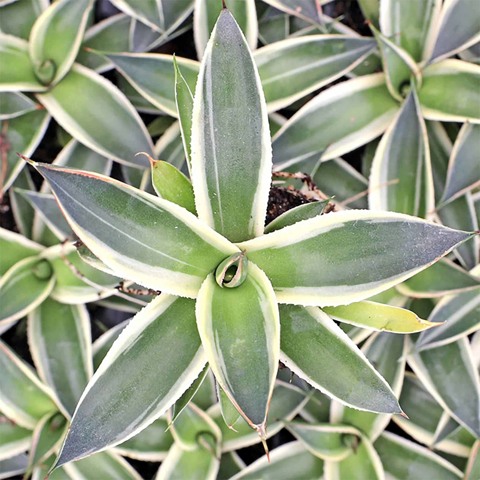 Agave 'Snow Glow' (Snow Glow Agave)