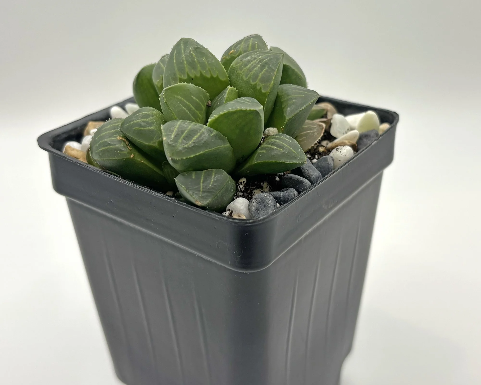 haworthia mutica 02.jpg