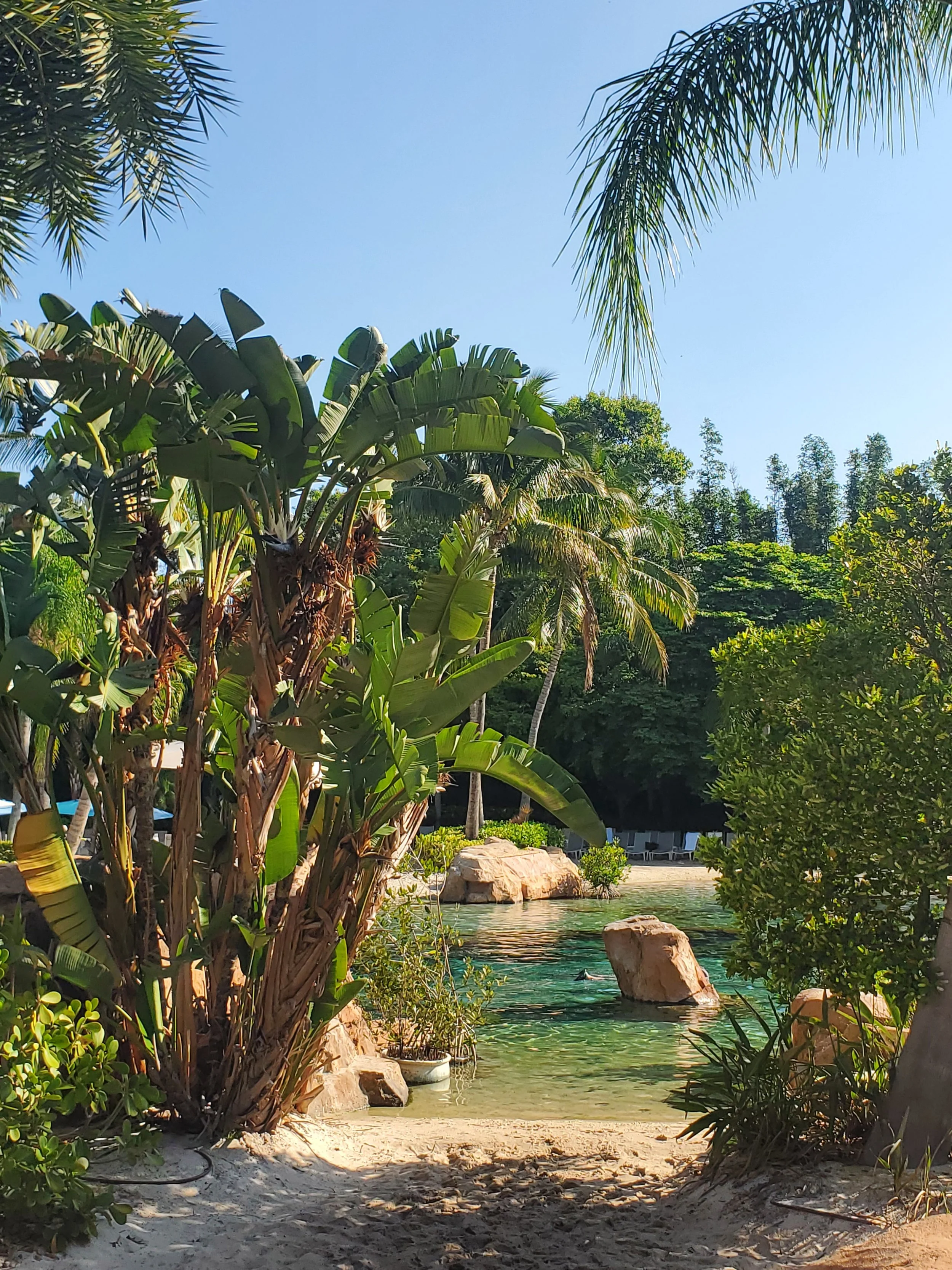 Discovery Cove, Oralndo Florida - Tropical beach scene with clear water, large rocks, and lush green trees and plants, including palm trees, under a bright blue sky.