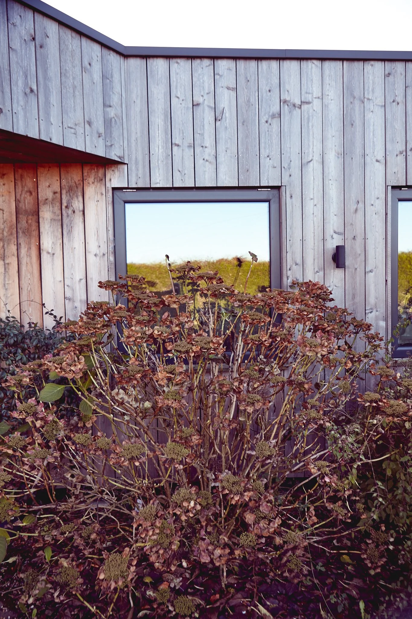 Vida Haus Exterior. A modern yoga studio and cafe with gray wooden siding and large windows, with a mature bush in the foreground and a grassy landscape reflected in the windows.