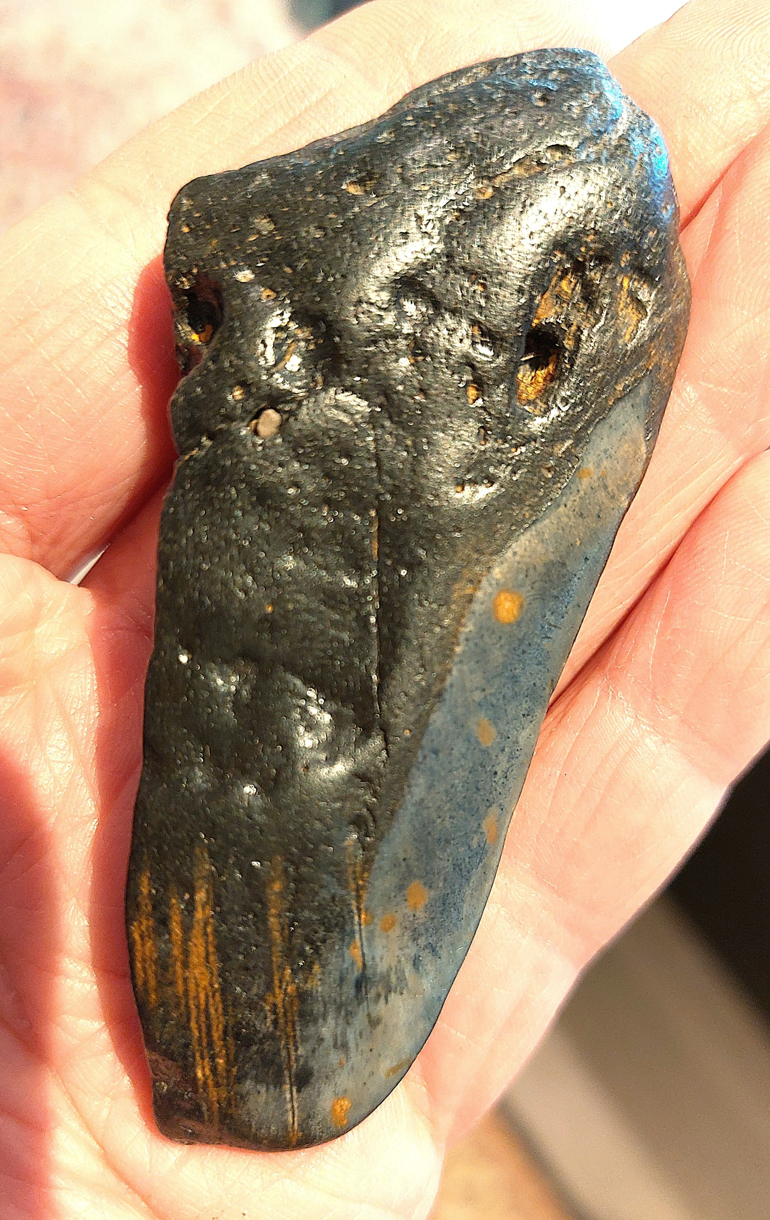 Megalodon Tooth Shard