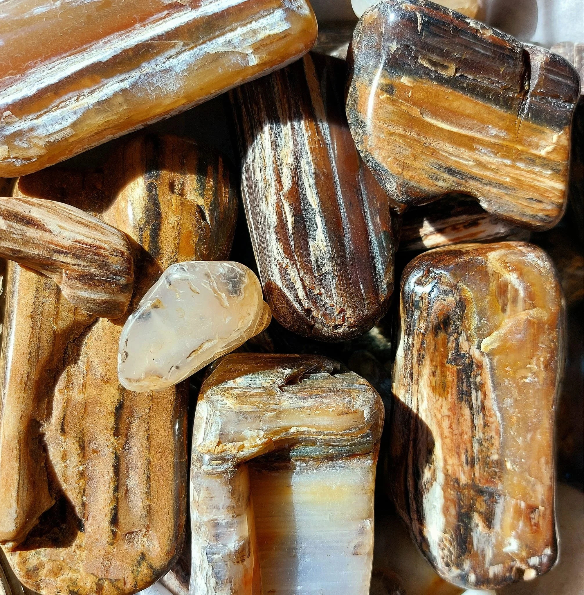Petrified Wood from Montana
