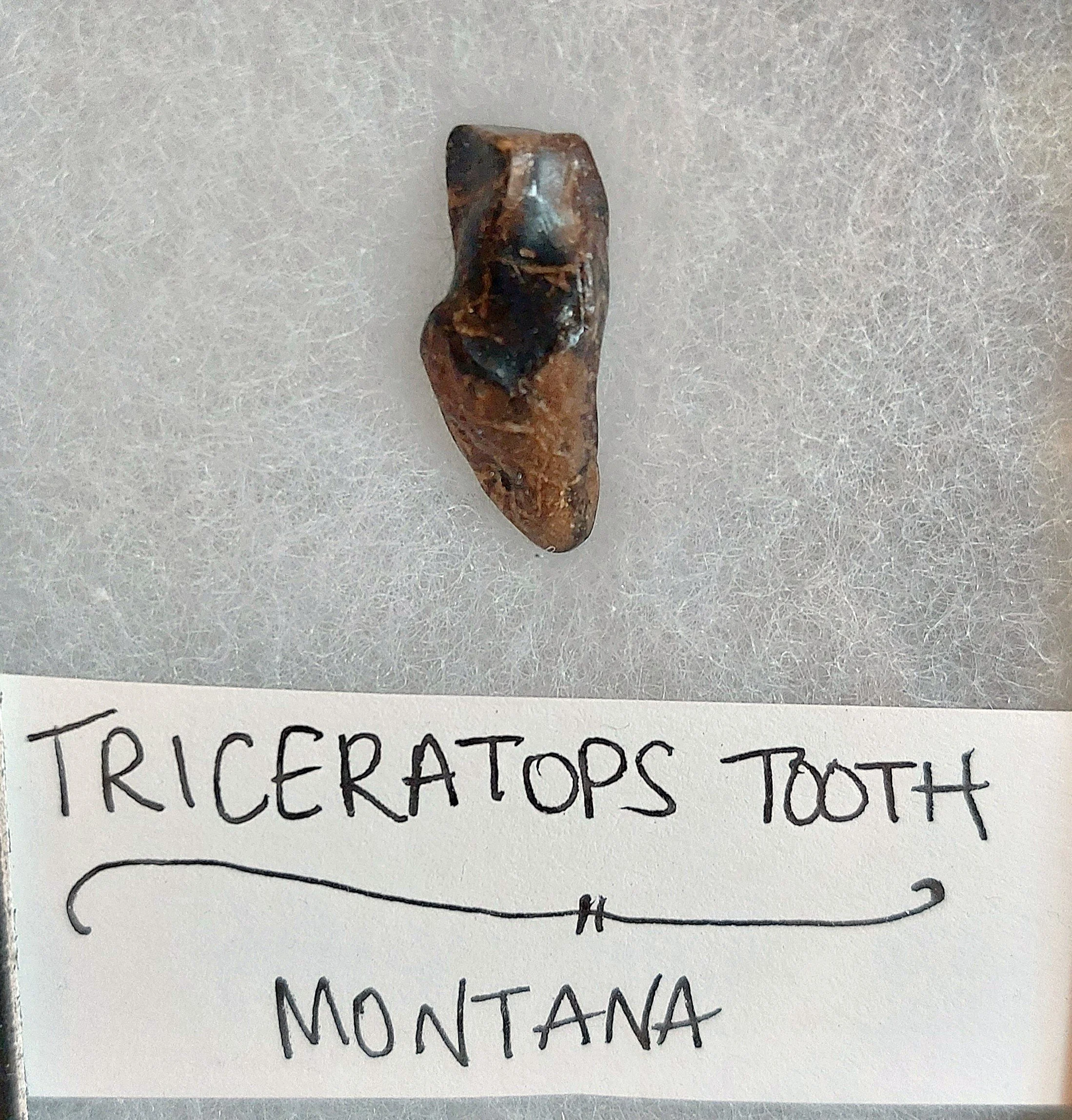 Triceratops Tooth