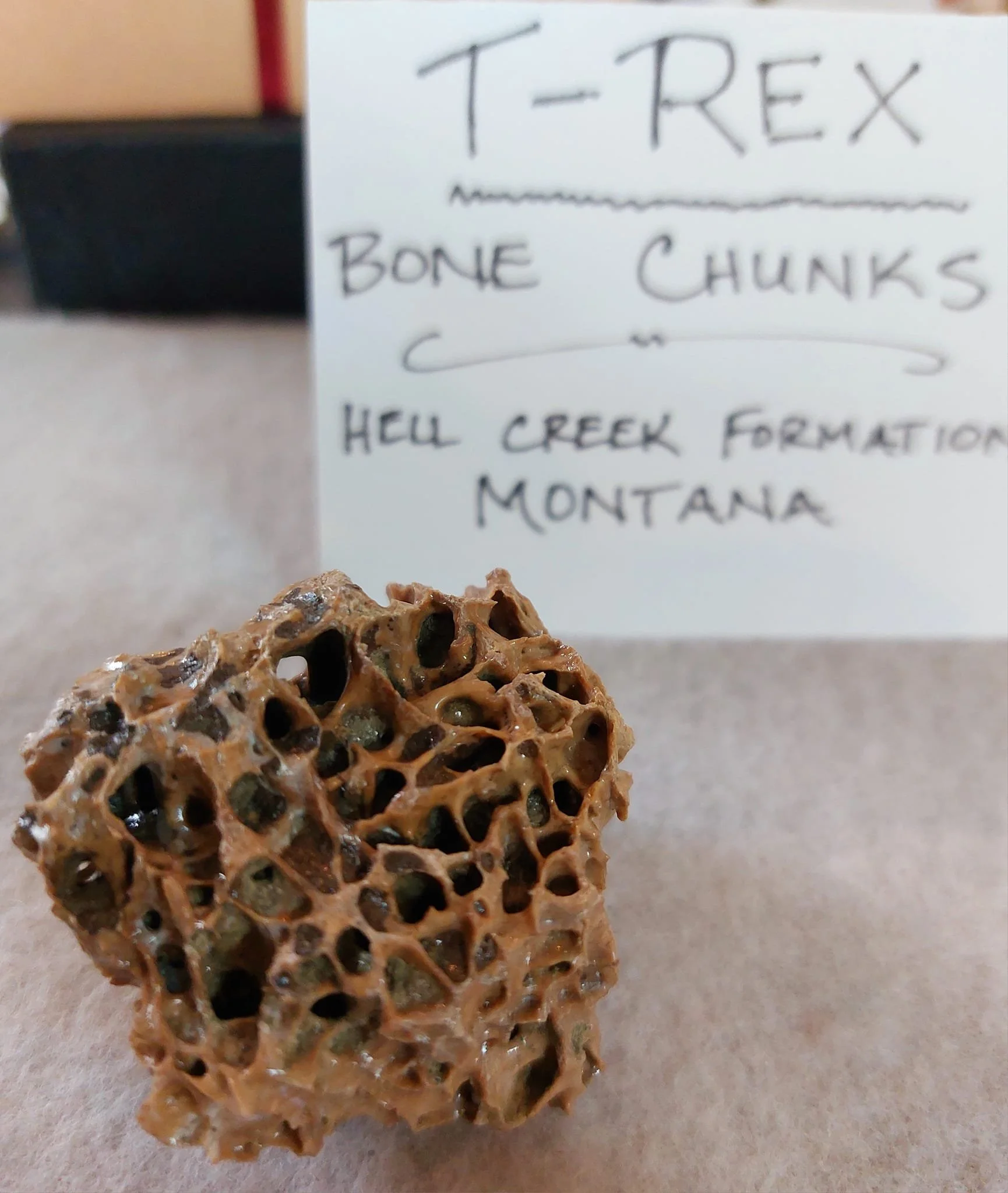 TRex Bone Chunk.jpg