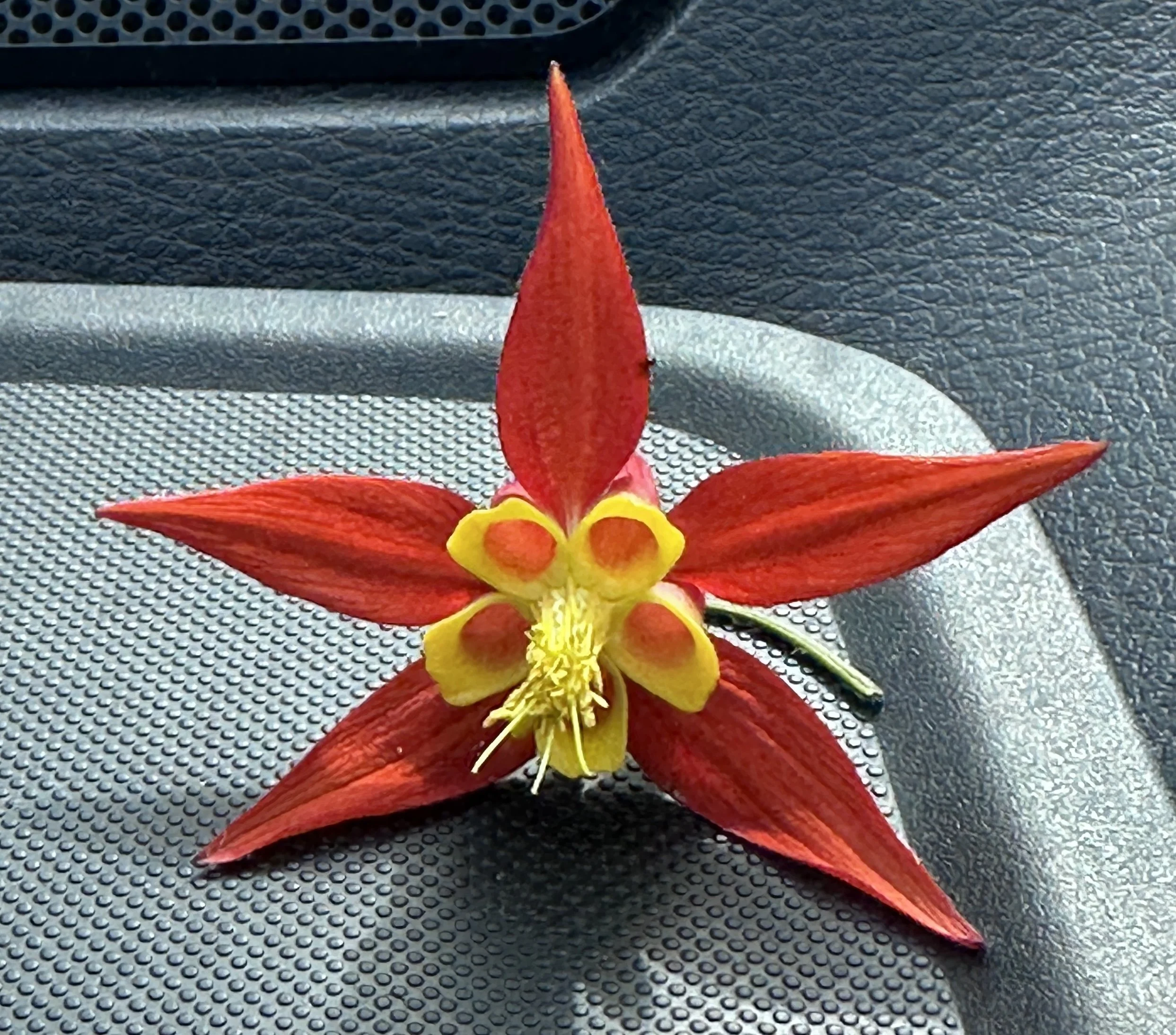 Close-up of a vibrant red and yellow flower with five pointed red petals and yellow inner parts, resting on a textured black surface.