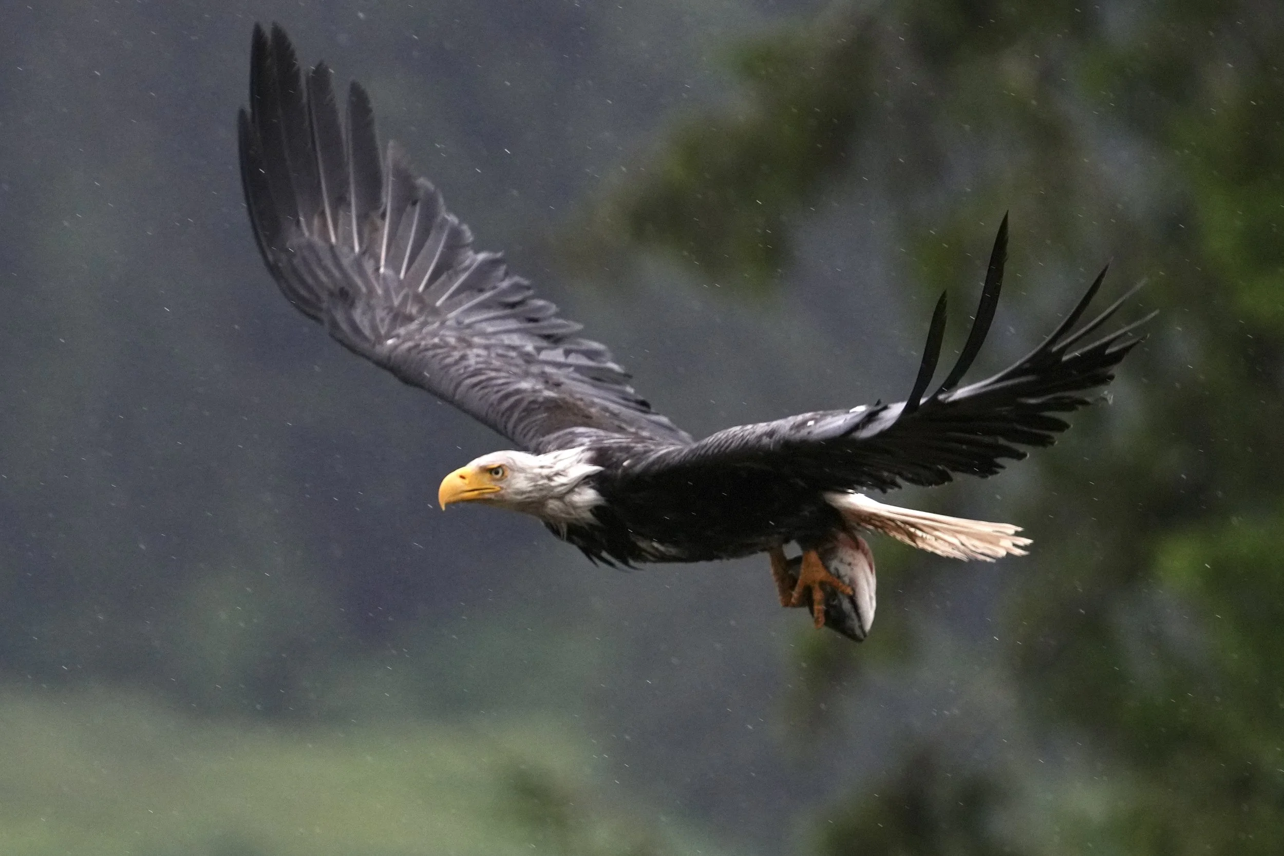 A bald eagle flying with a fish in its talons.  Eagles are majestic creature to observe in Hoonah.
