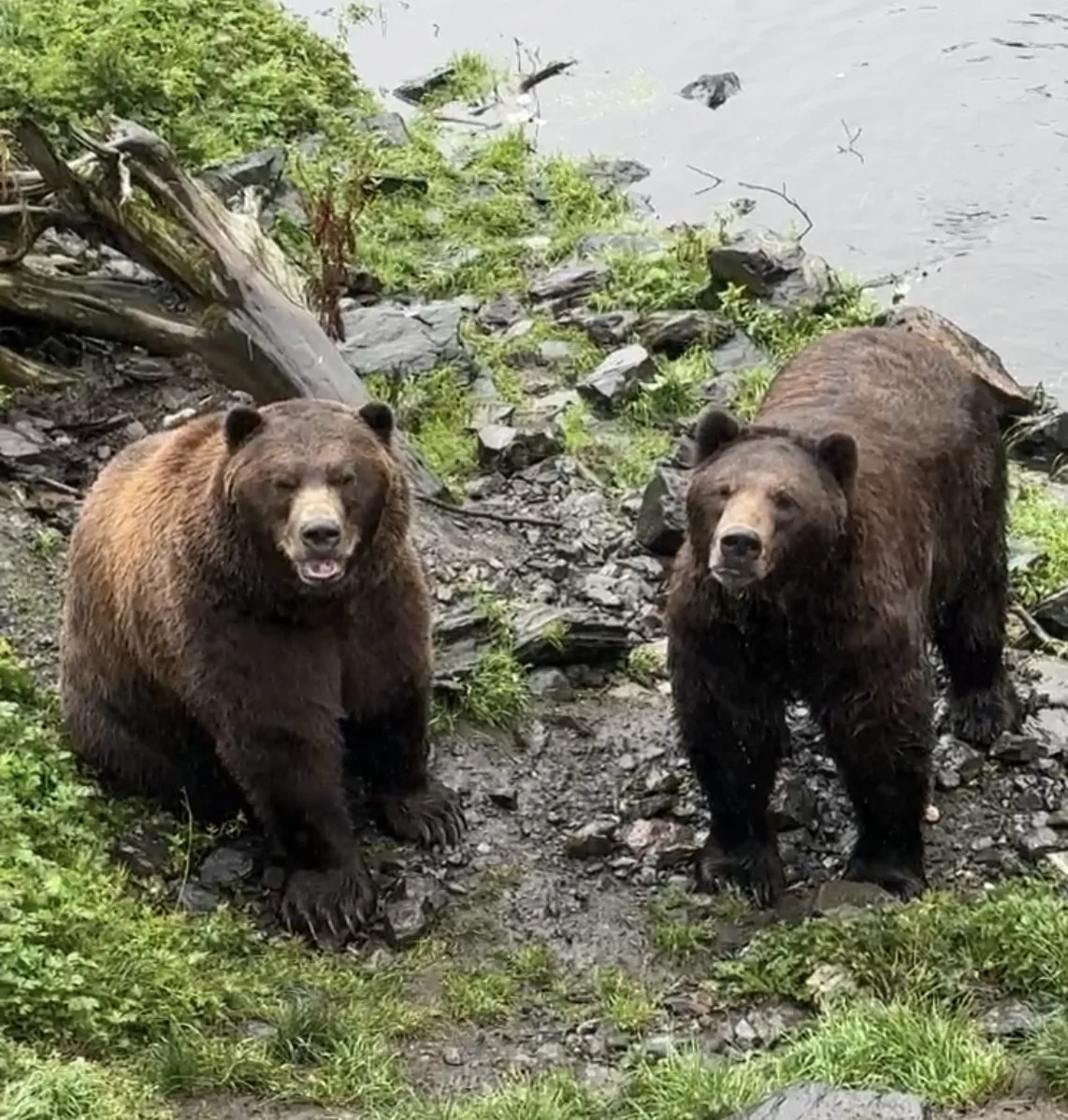 Two brown bears show a sample of the many bears that roam Chichagof Island.  It is important to be bear aware in the summer.