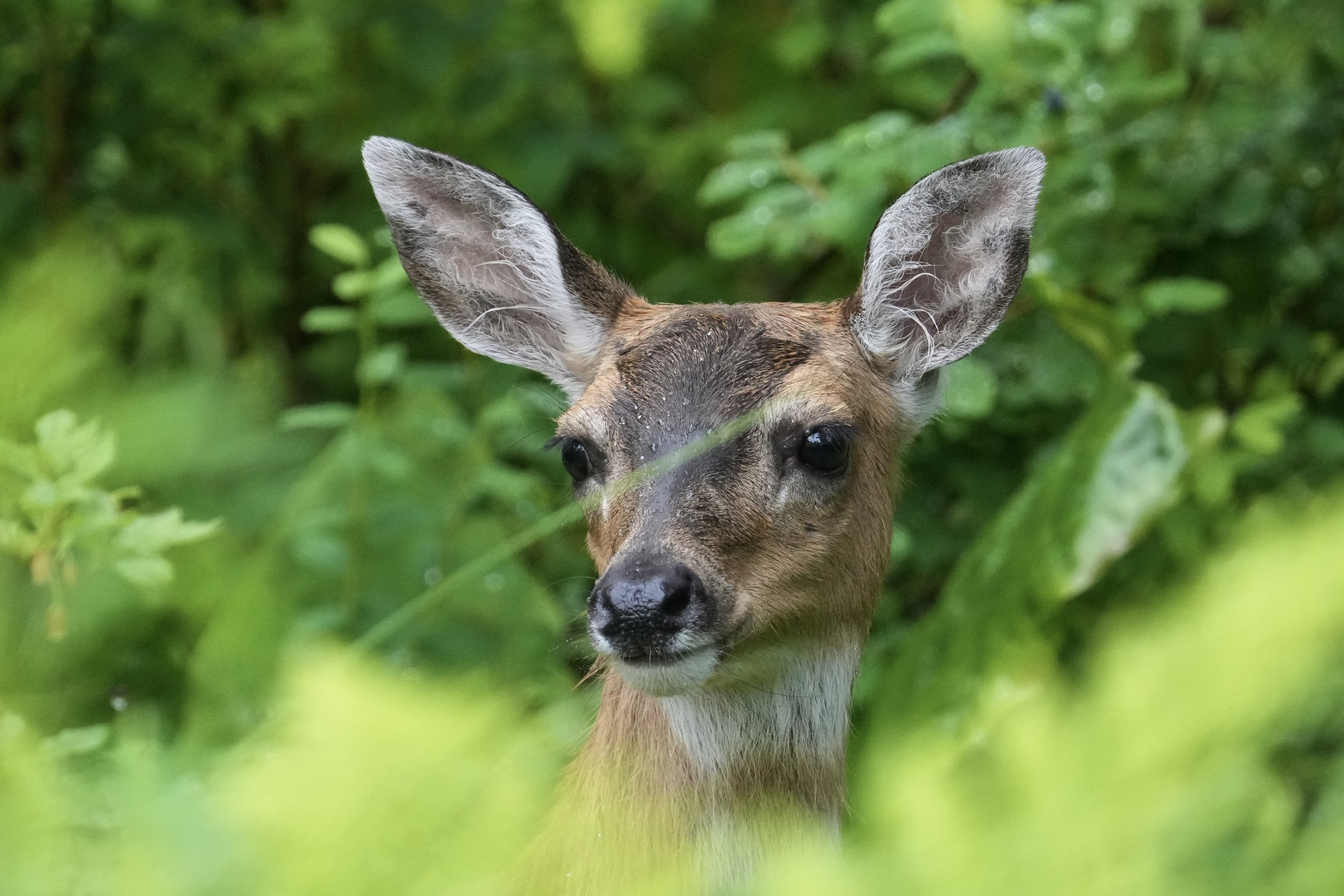 Close-up of a deer with large ears peeking through green foliage.
