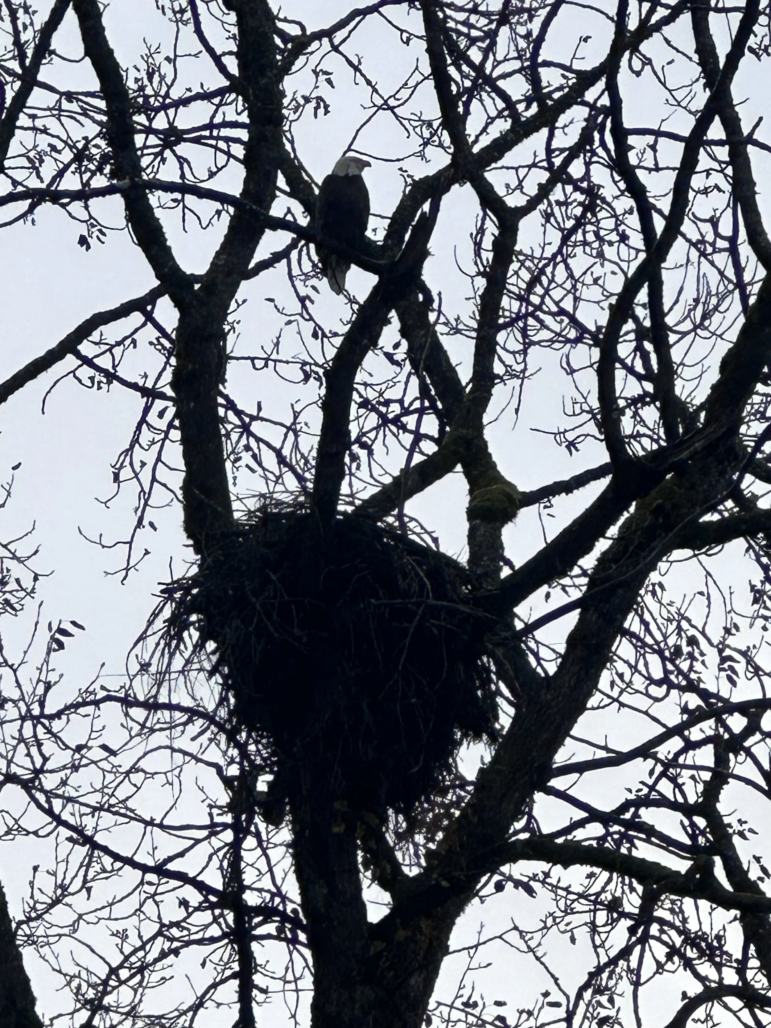 A eagle perched on a leafless tree with a large eagle nest at its base, against a cloudy sky.