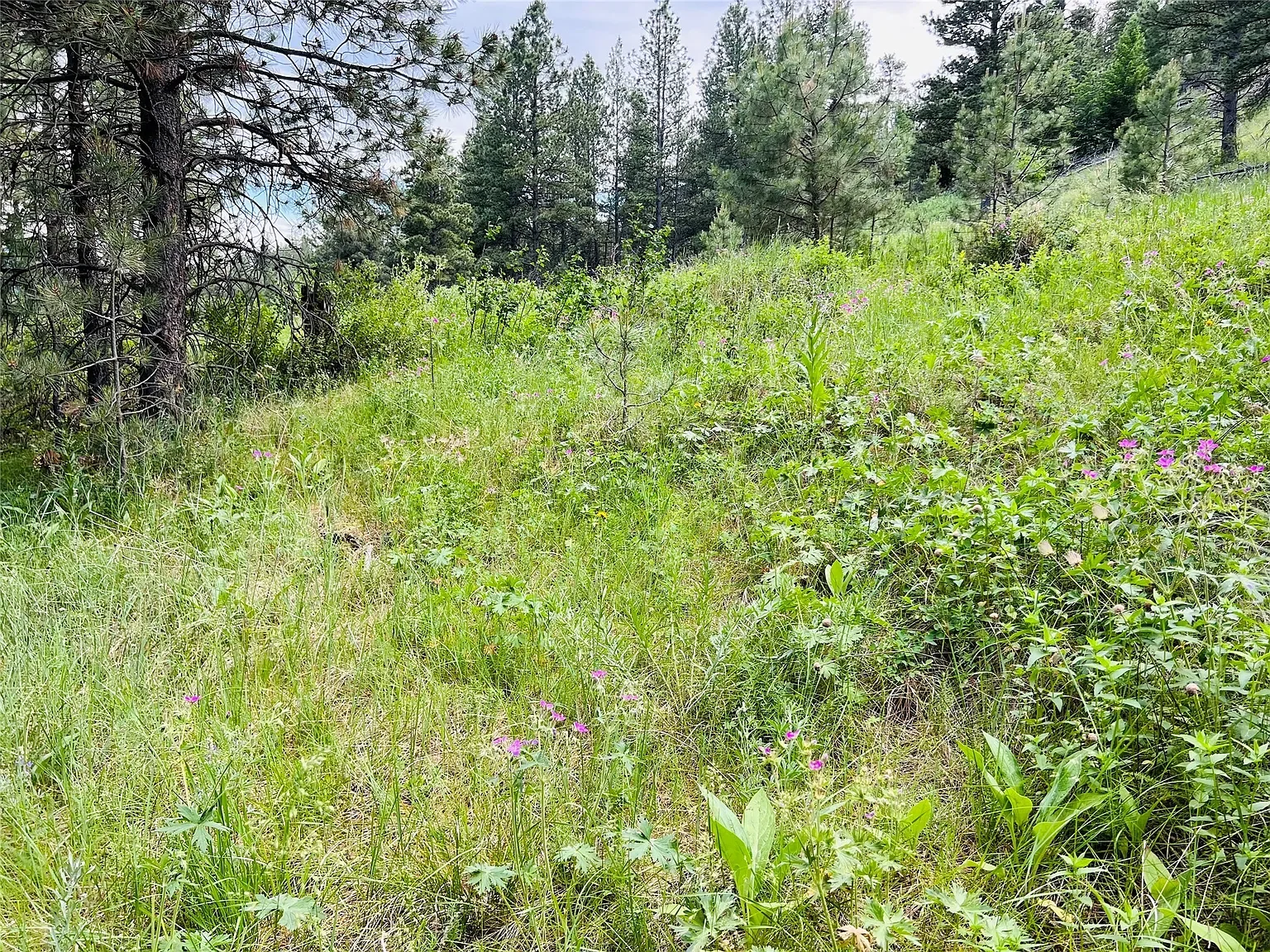 Nhn Upper Andy Creek Ln 18.webp