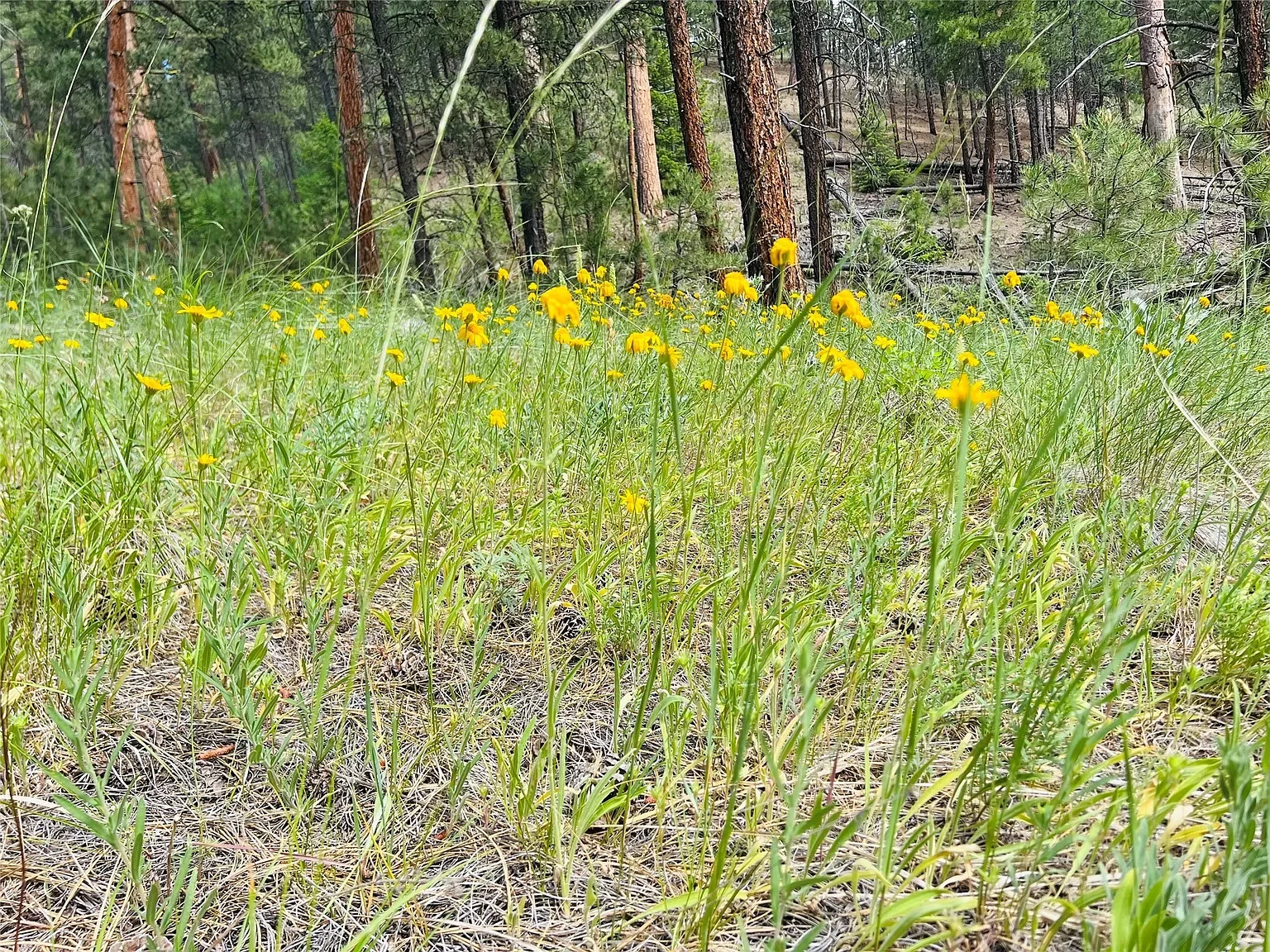 Nhn Upper Andy Creek Ln 8.webp