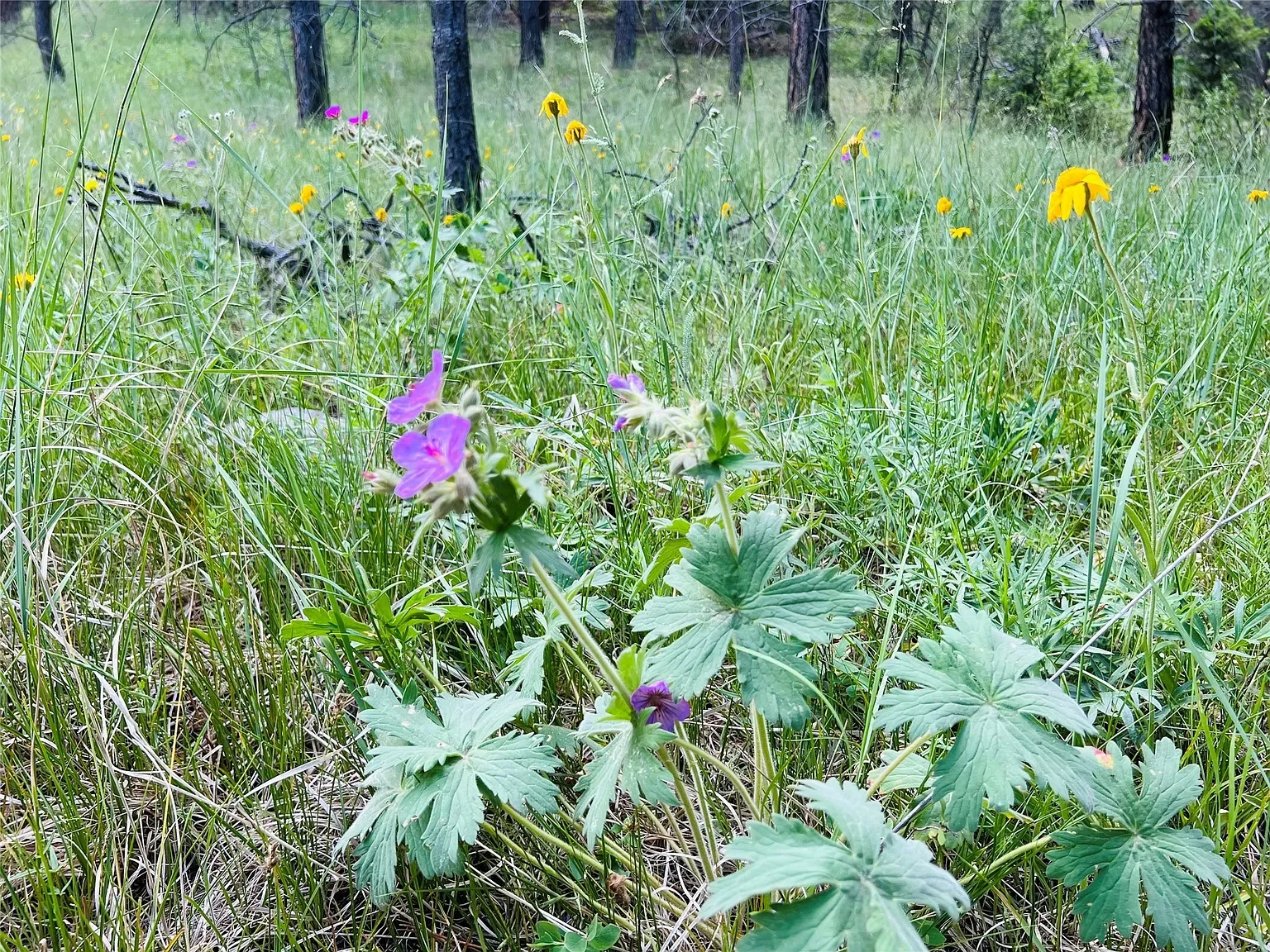 Nhn Upper Andy Creek Ln 17.webp