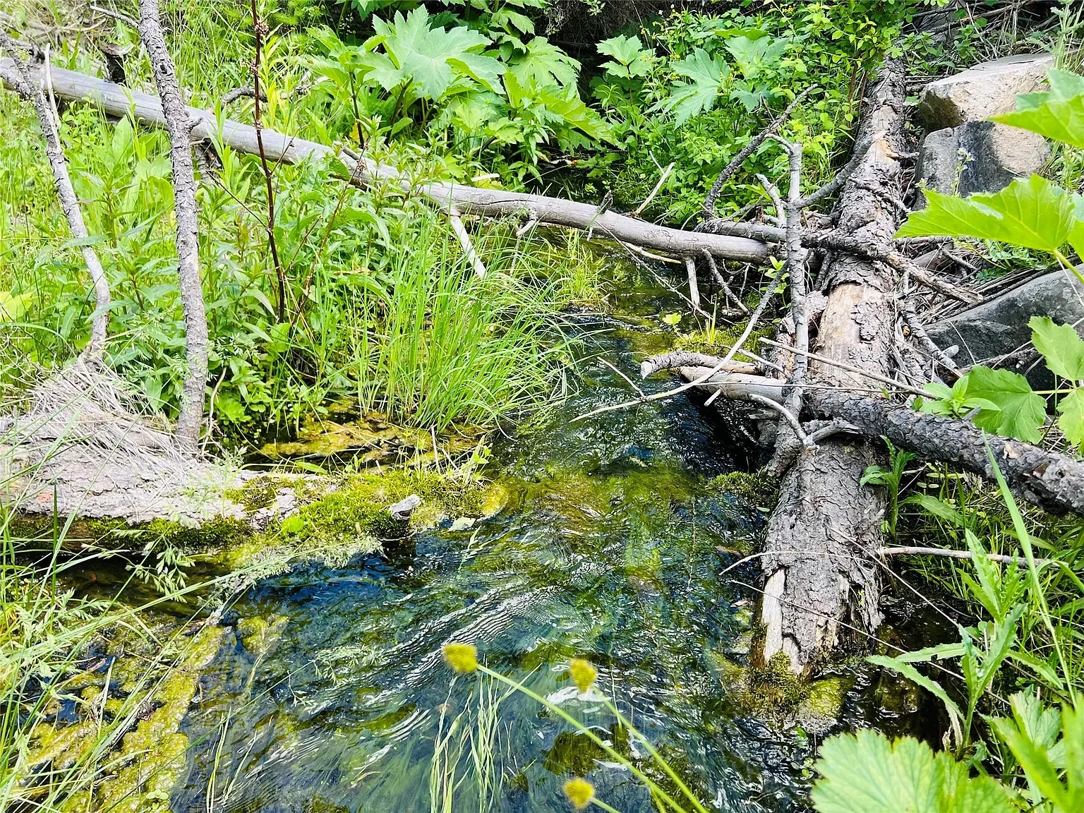 Nhn Upper Andy Creek Ln 13.webp