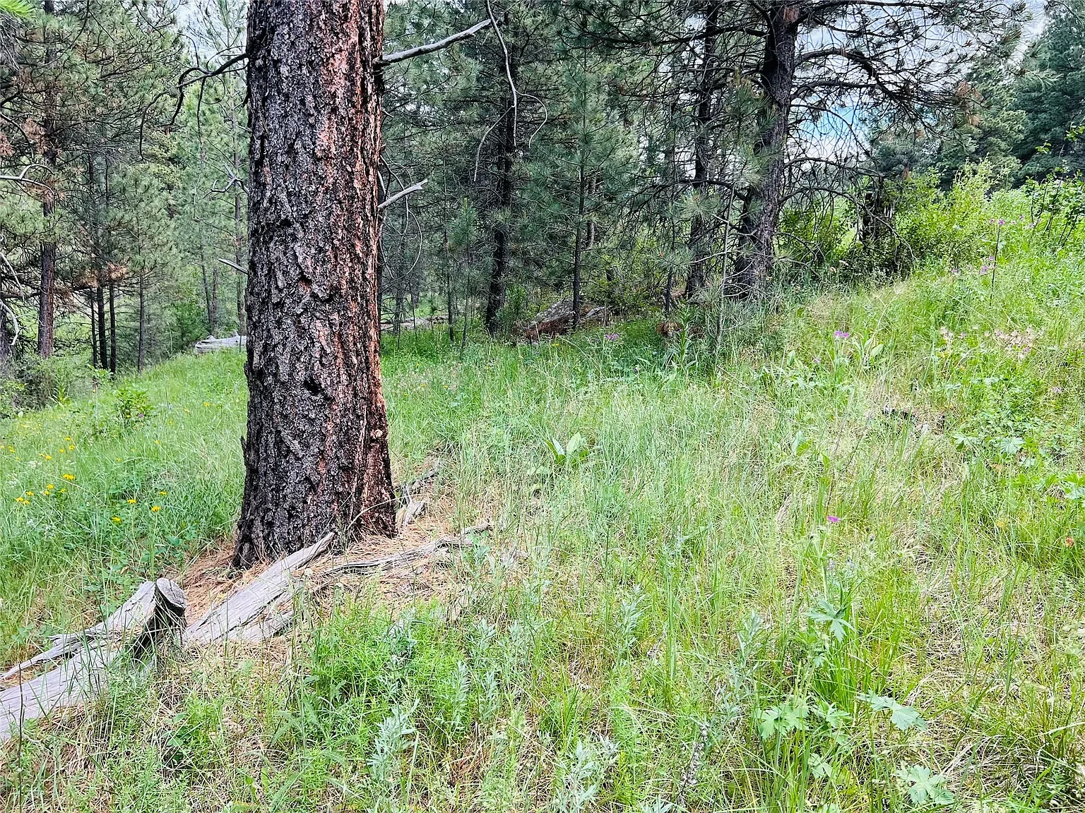 Nhn Upper Andy Creek Ln 15.webp