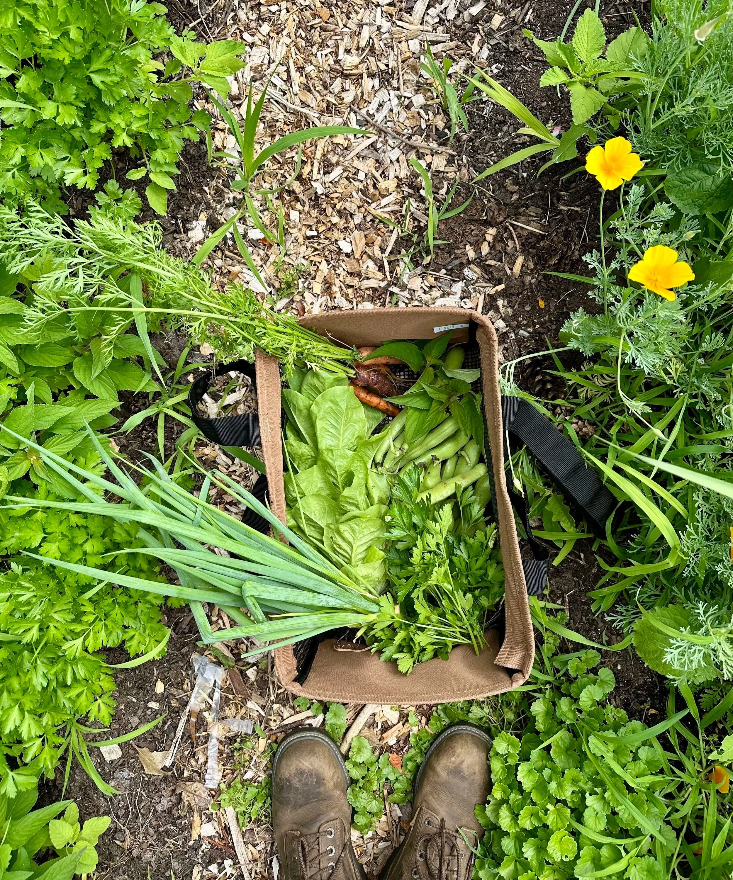 Overhead view of a garden with various edible plants, herbs, and California poppy flowers. A person wearing brown boots is standing over a tan harvest bag filled with freshly picked green vegetables and herbs.