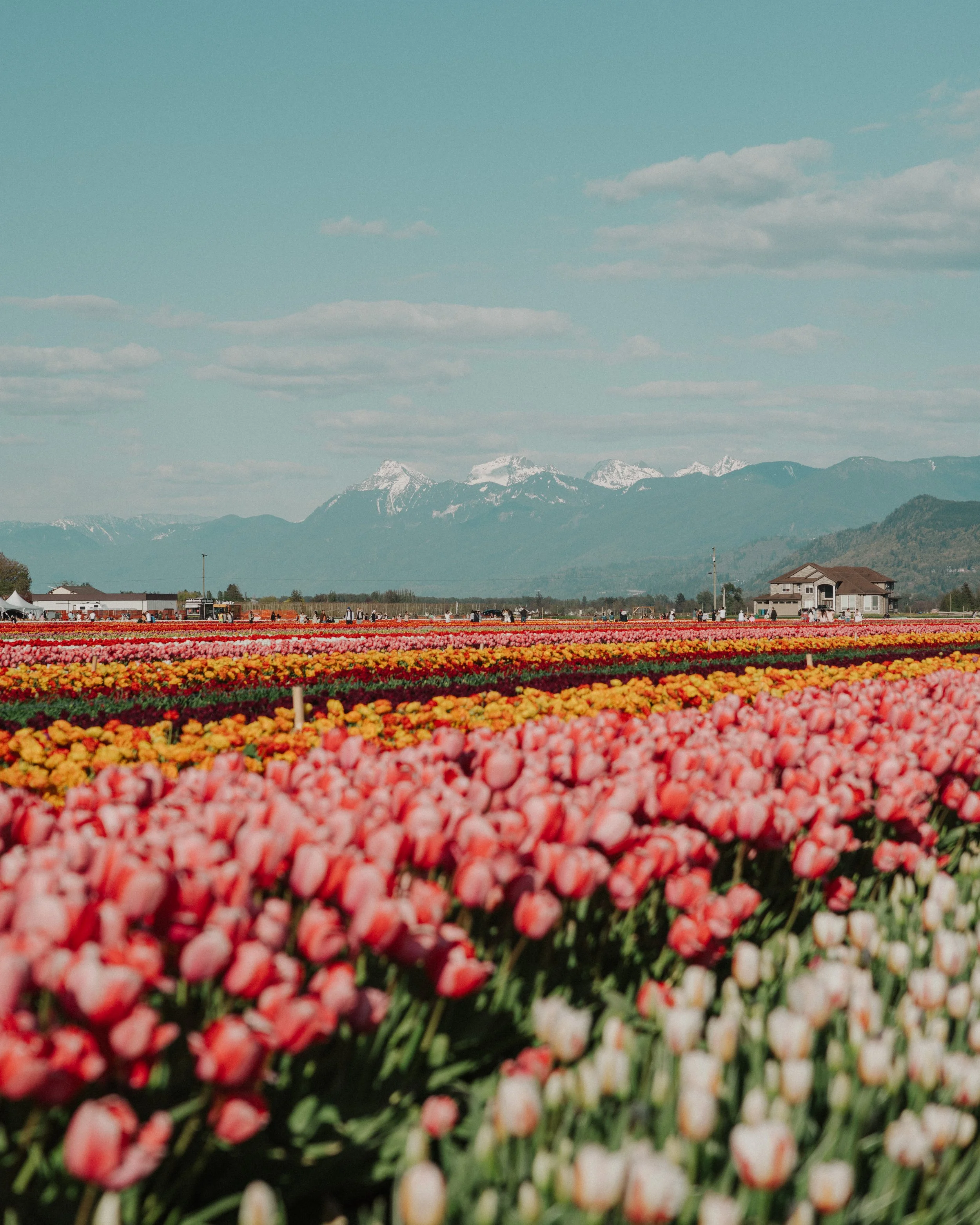 Live Painting At The Tulip Festival