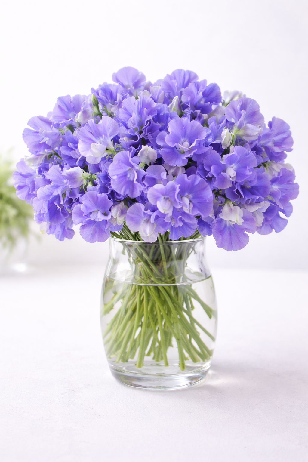 Fragrant heirloom “Noel Sutton” sweet pea seeds for planting