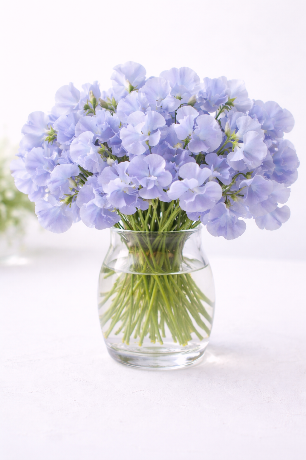 Sweet Pea 'Chelsea Centenary' — Millay and Meadowlark Flower Farm