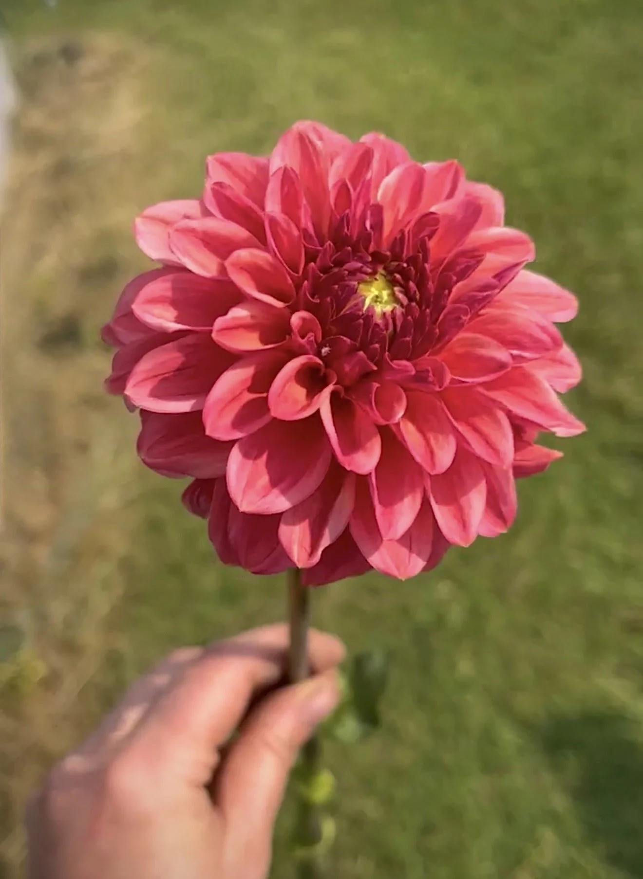 Zundert Mystery Fox.jpg