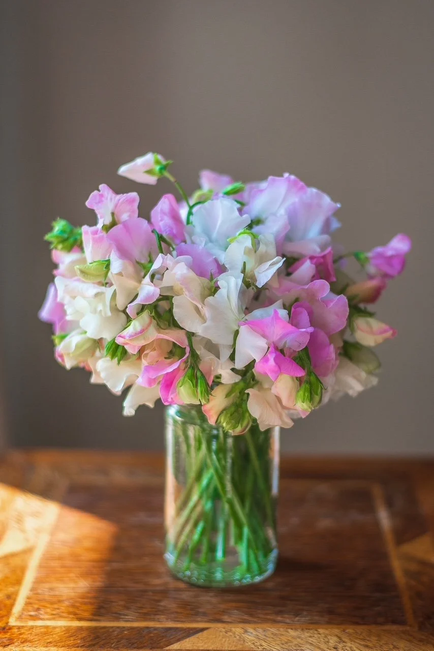 Sweet Pea 'Nellie Viner'