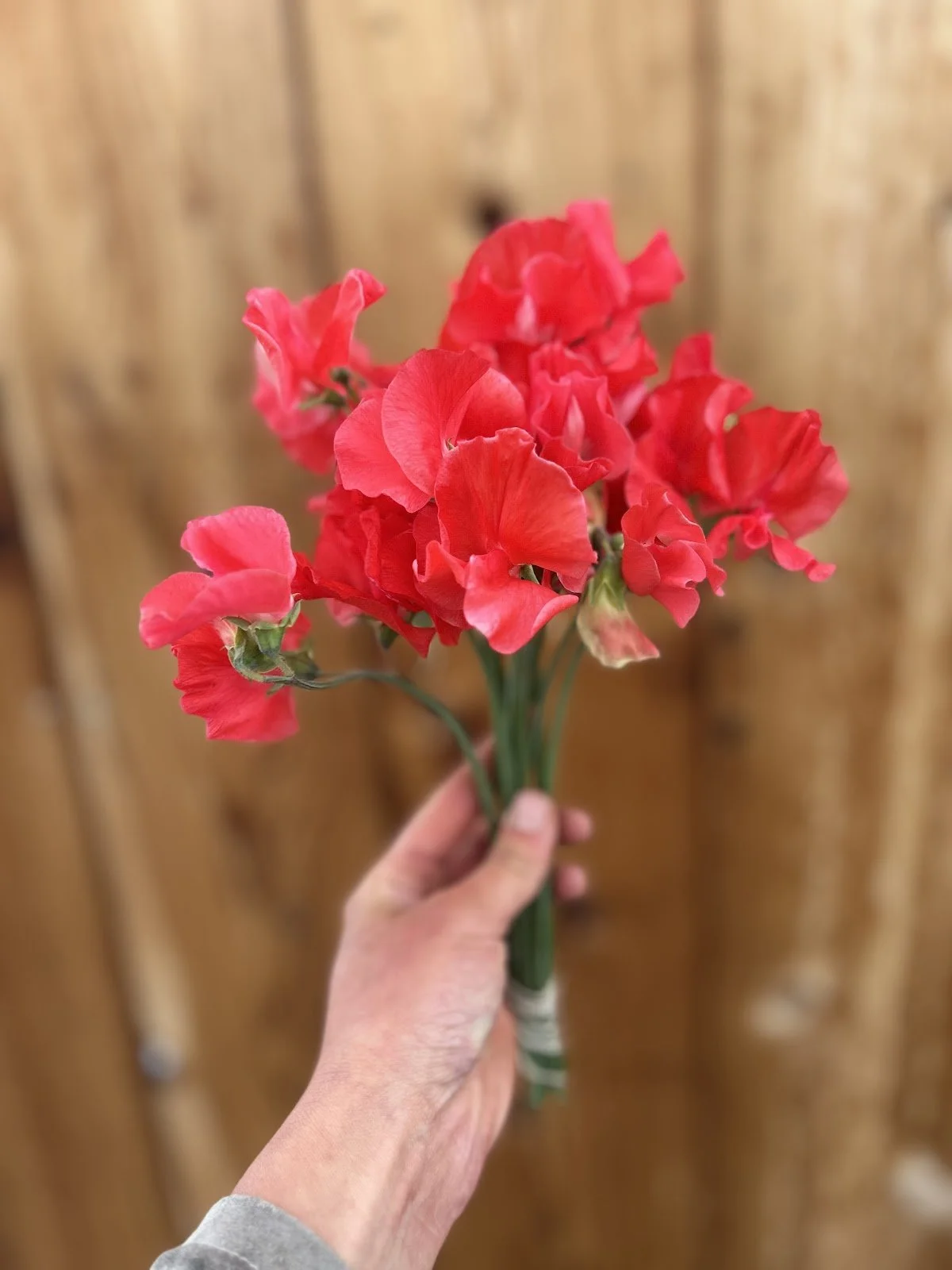 Sweet Pea 'Restormel'