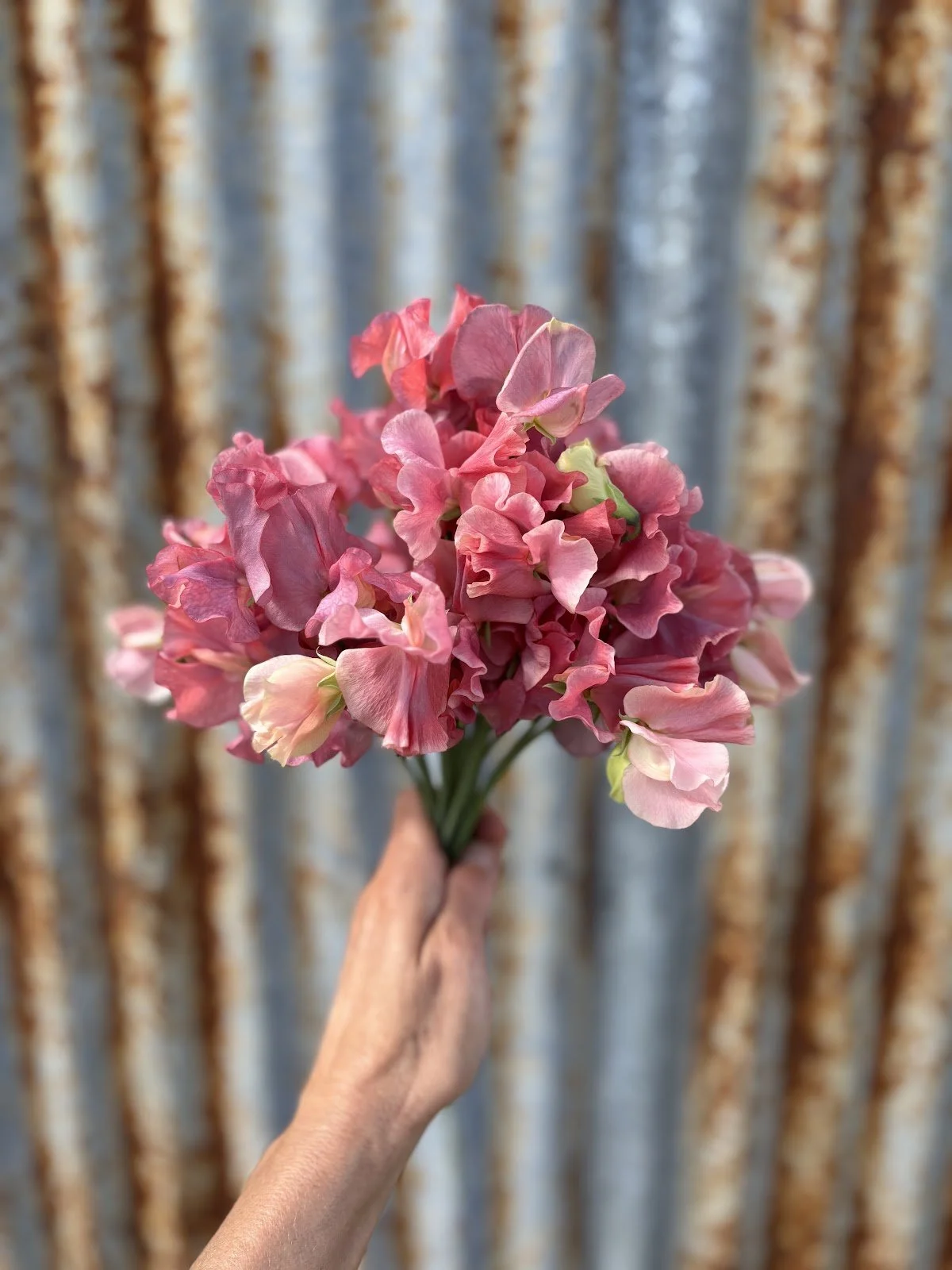 Sweet Pea 'King's Ransom'