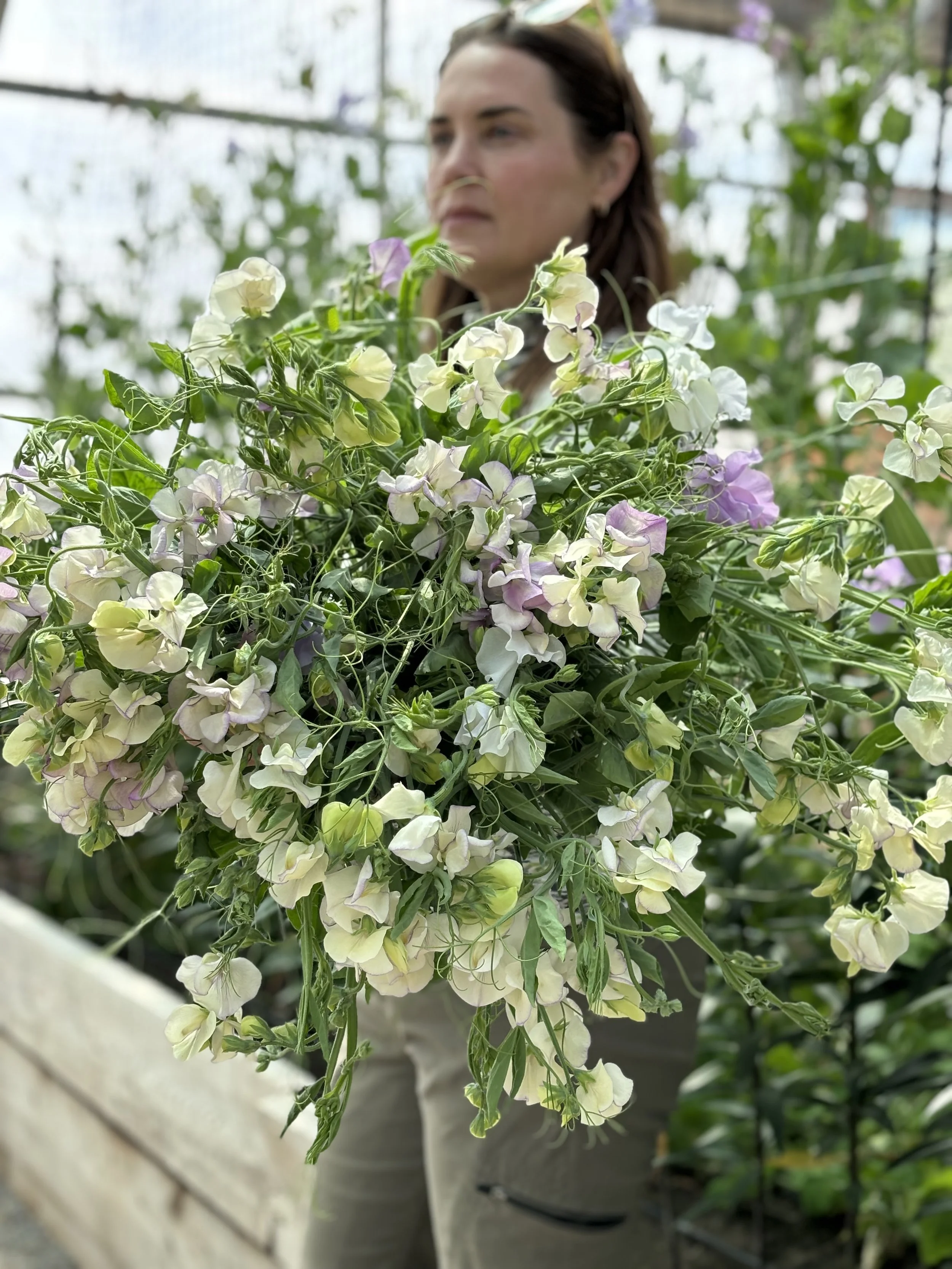 sweet pea seeds heirloom for planting