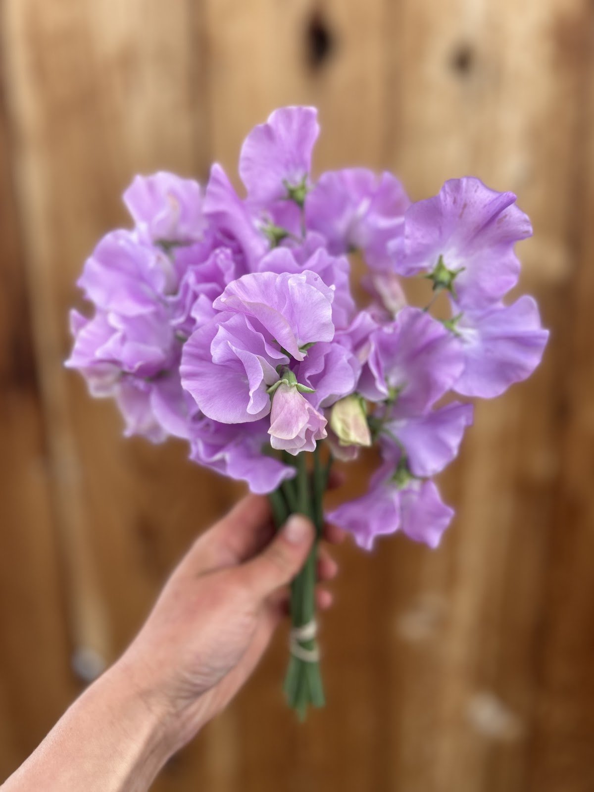 Sweet Pea "Ethel Grace"