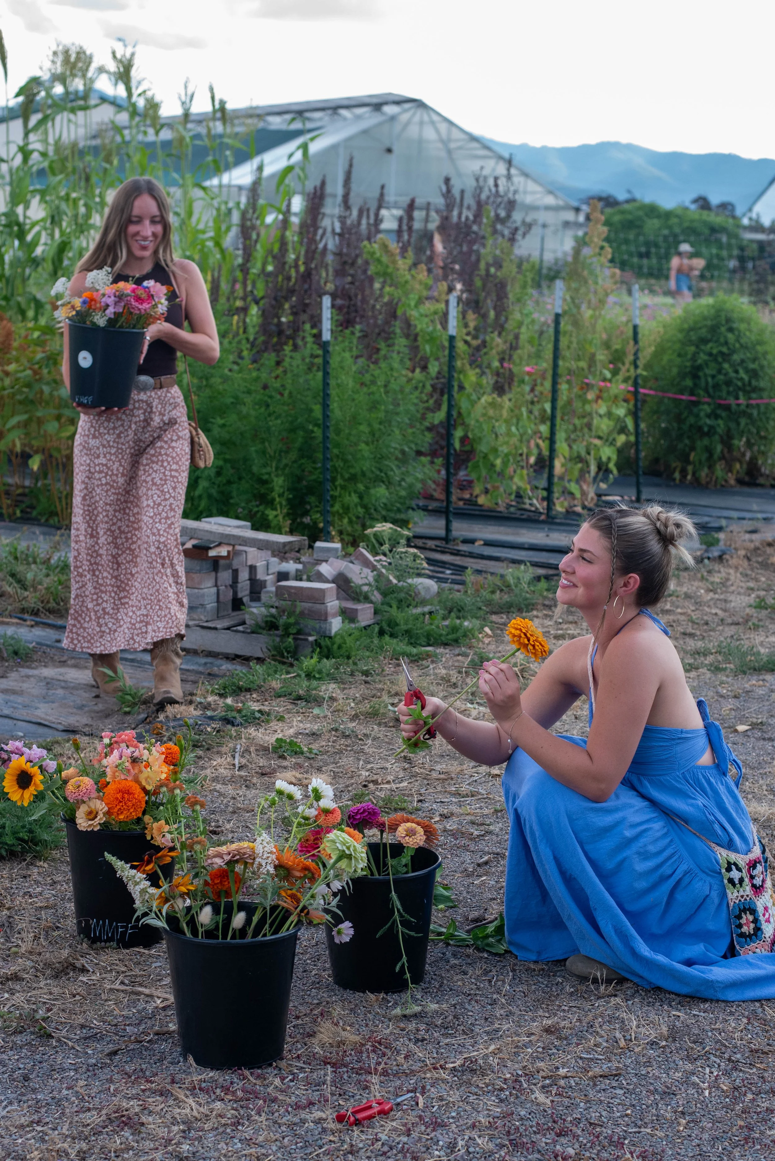 Two women at a farm or garden during daytime, one woman kneeling and cutting flowers with scissors, the other woman standing and holding a bucket of flowers, surrounded by blooming flowers and green plants, with a greenhouse and mountains in the back