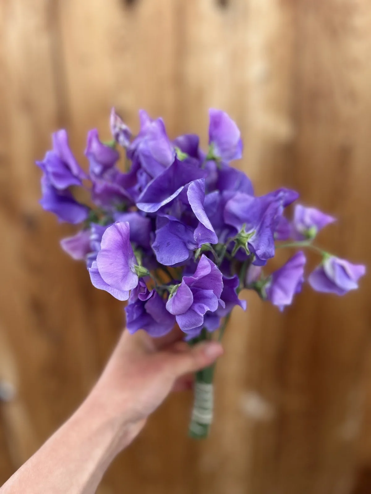 Sweet Pea 'Our Harry'