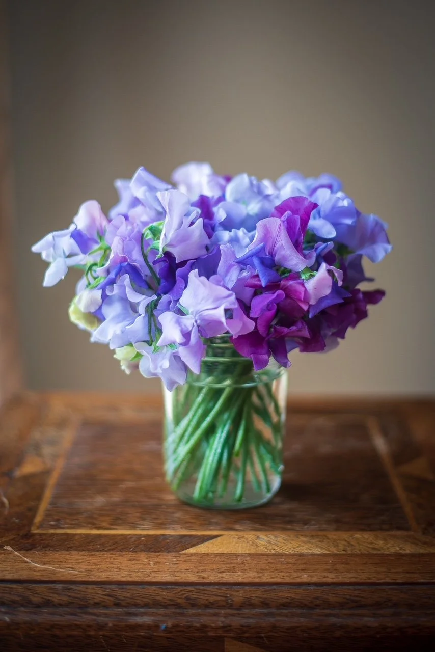 Sweet Pea 'Noel Sutton'